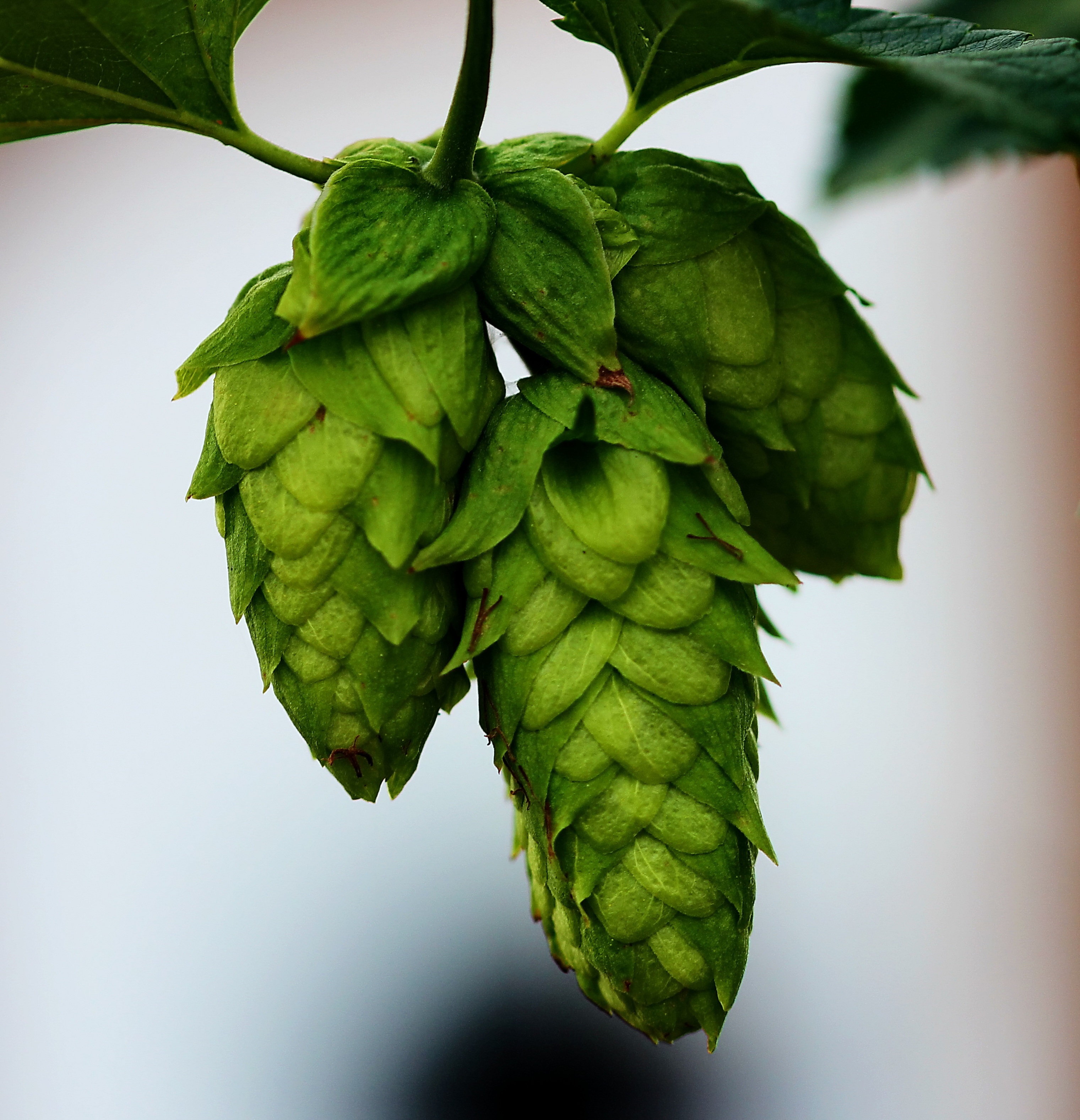 buds, garden, healthy eating, focus on foreground, vine, tree, leaf, 2K, beer, outdoors, summer, plant, fruit, plant part, food, green, wellbeing, vegetable, Phone HD Wallpaper