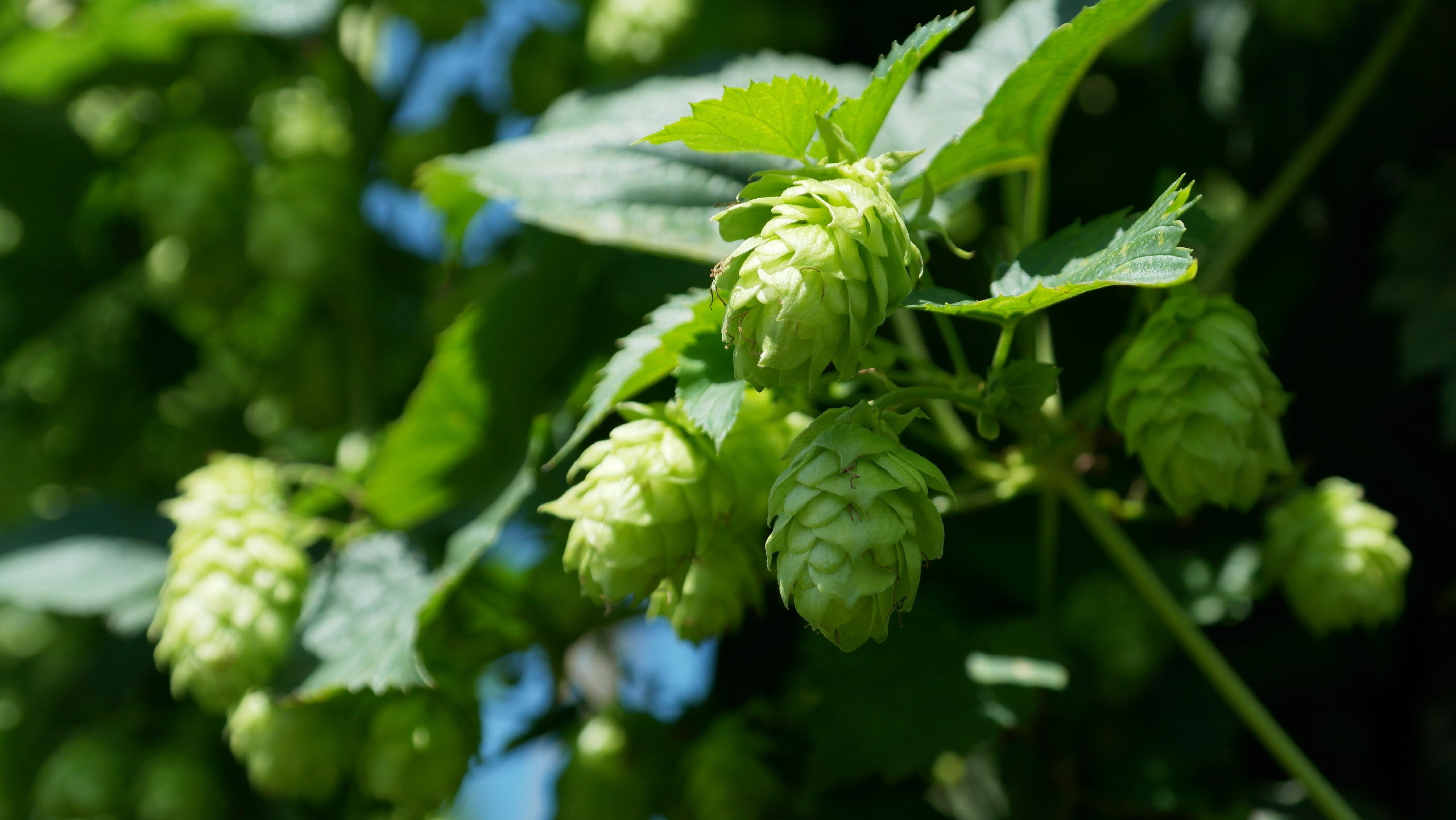 brew, 5K, food, no people, close-up, plant part, beer, freshness, green, selective focus, garden, organic, food and drink, nature, hop vines, holledau, HD Wallpaper