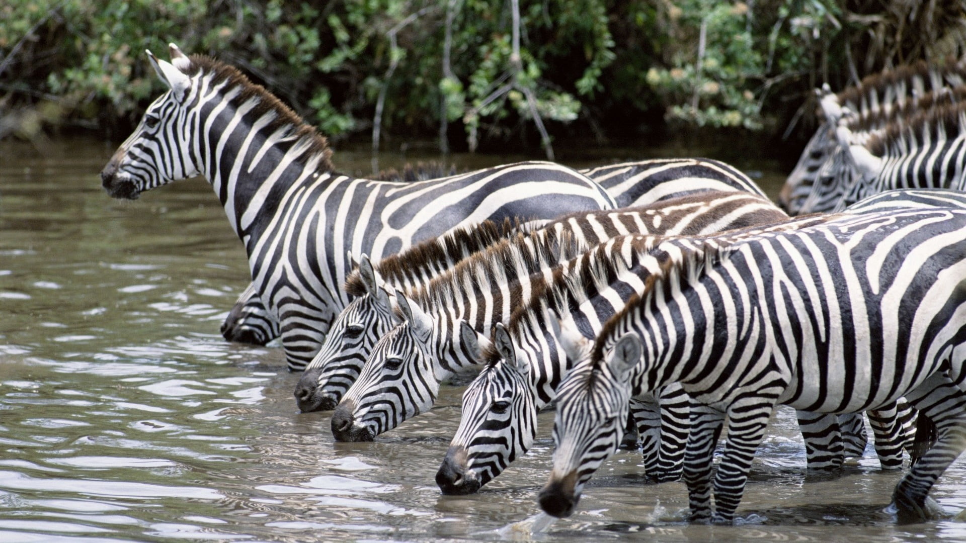 animal wildlife, group, pattern, beauty In Nature, east Africa, nature, tanzania, safari Animals, group of animals, animal, wildlife, close-up, herd, outdoors, HD Wallpaper