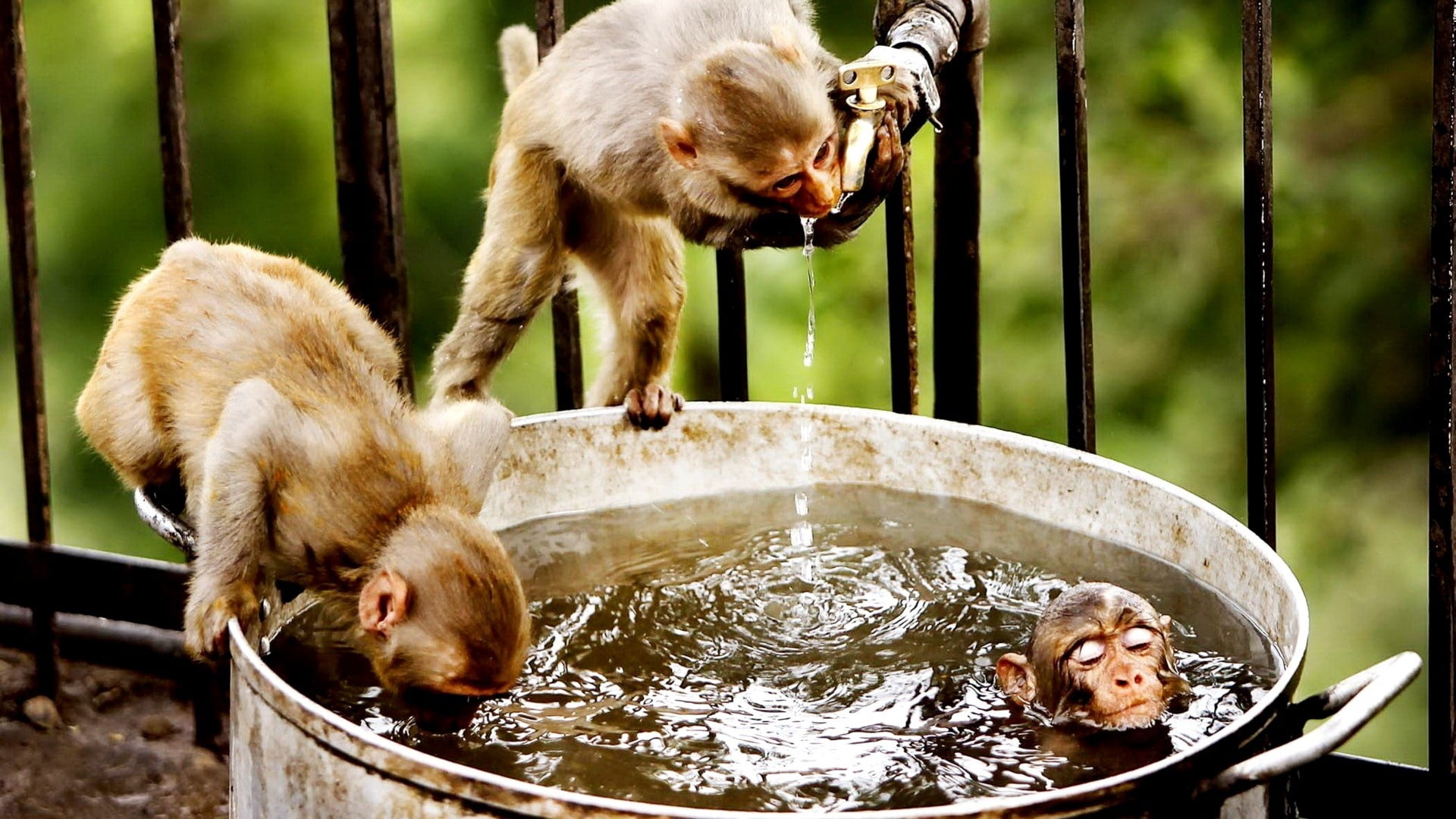 swim, day, 1080P, eating, drink, motion, close-up, mammal, cute, animals Feeding, animals in the wild, no People, three, primate, outdoors, animal themes, HD Wallpaper