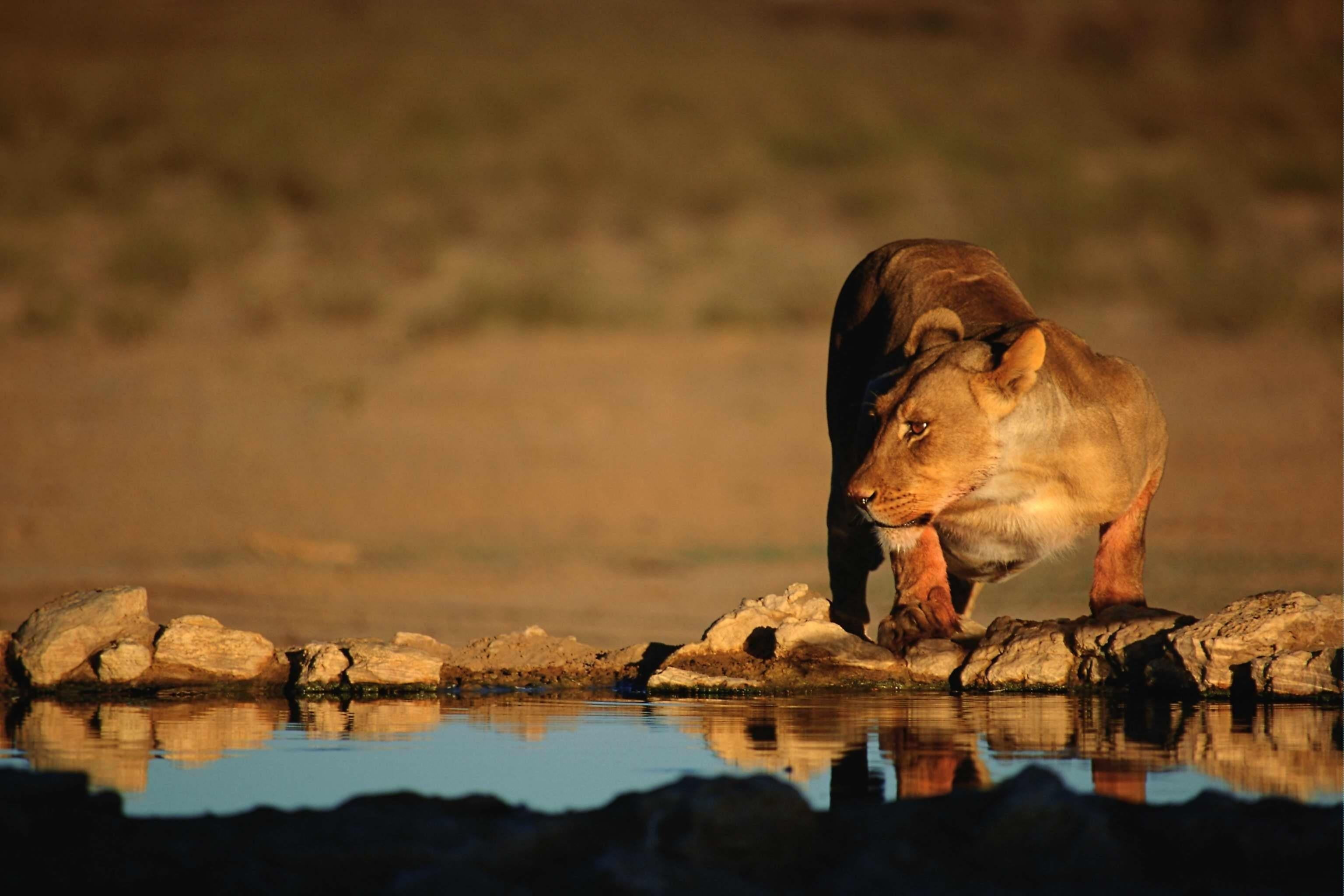animal wildlife, carnivore, one animal, lion, rock, sunset, lake, safari Animals, reflection, animal, 2K, landscape, vertebrate, lion - feline, solid, HD Wallpaper