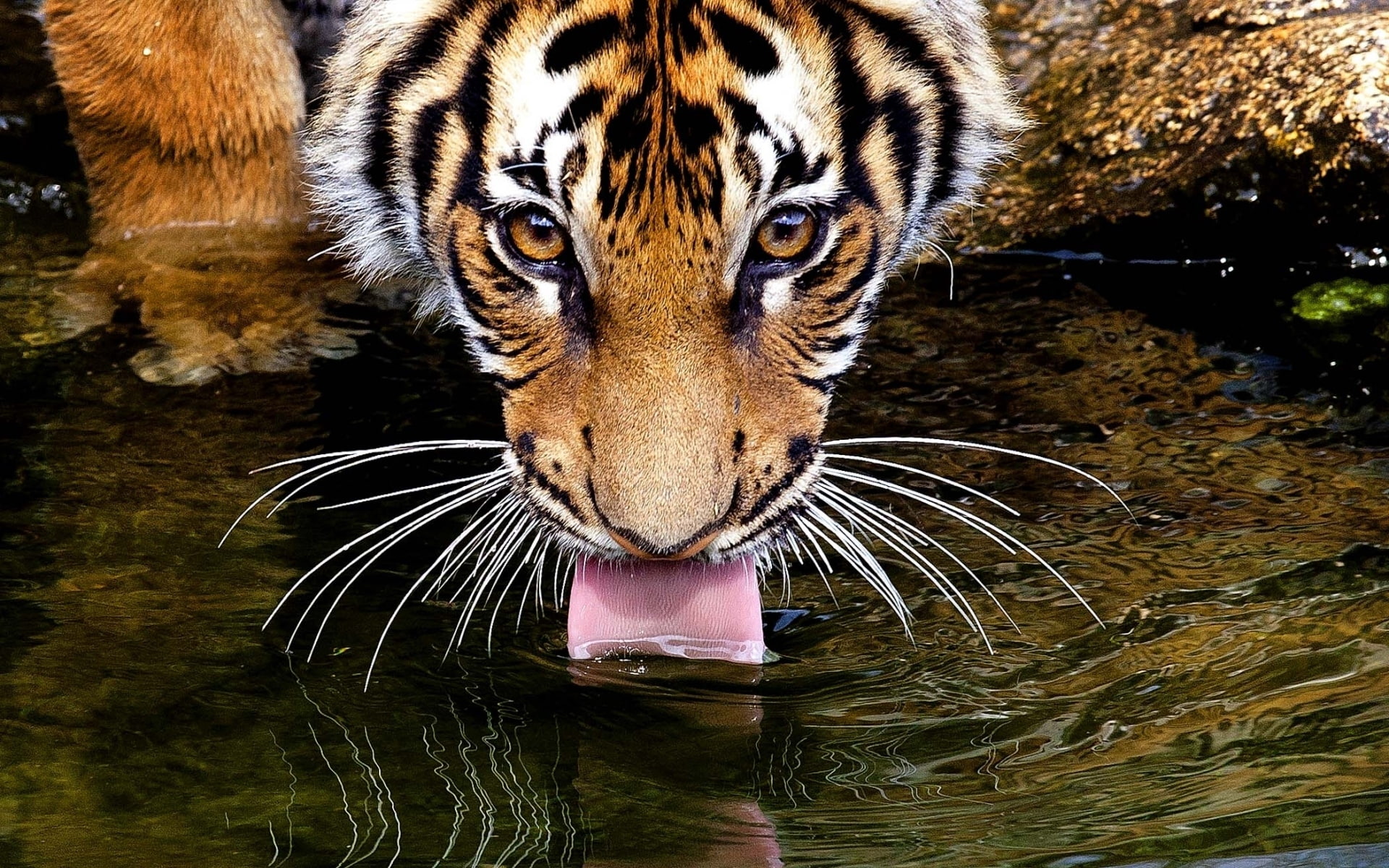 face, thirst, 1080P, water, tiger, tongue, thirsty, HD Wallpaper