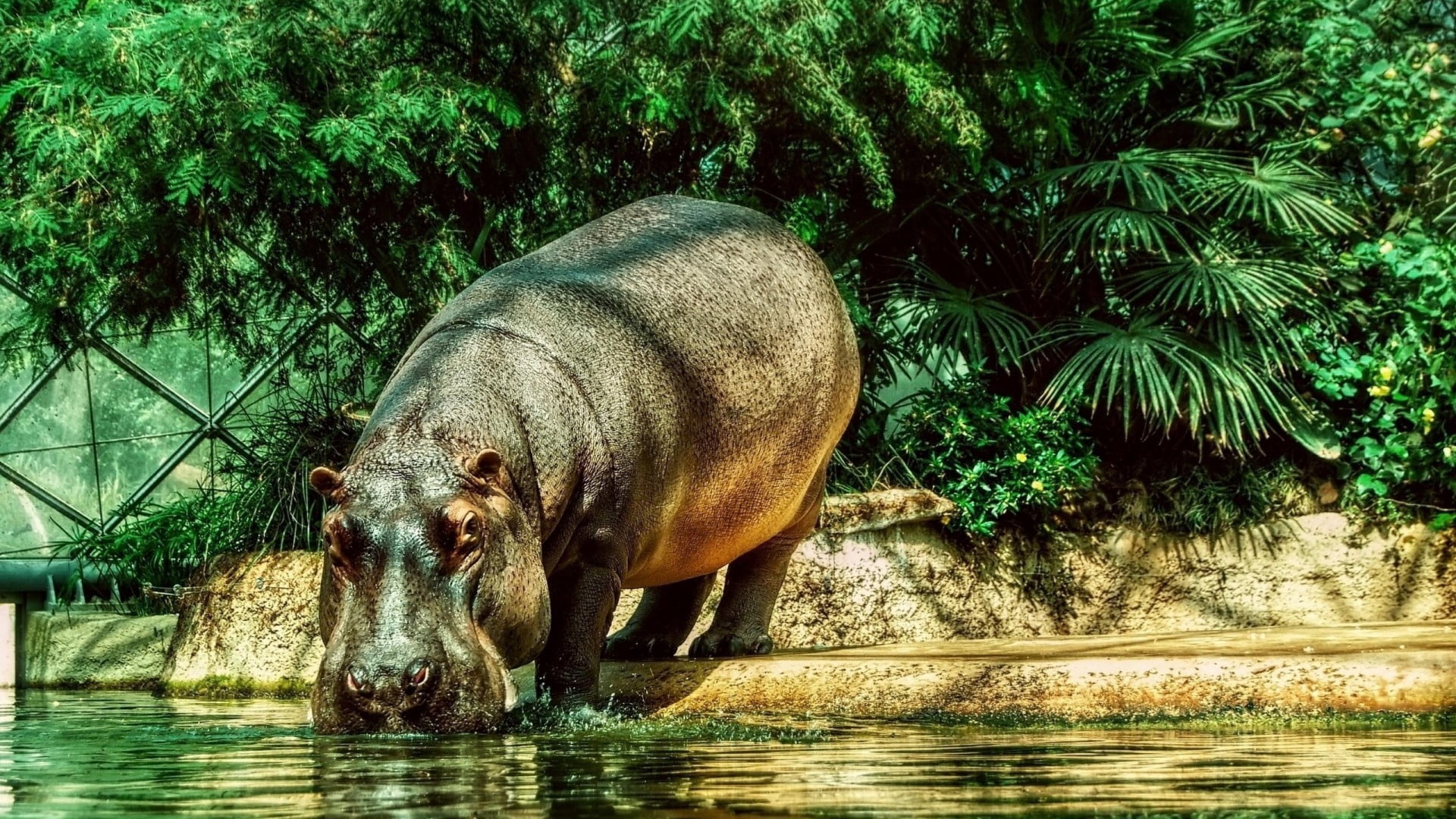water, plant, river, herbivorous, brown, wildlife, animals In The Wild, pond, domestic animals, no people, thirst, tropical Rainforest, africa, mammal, HD Wallpaper
