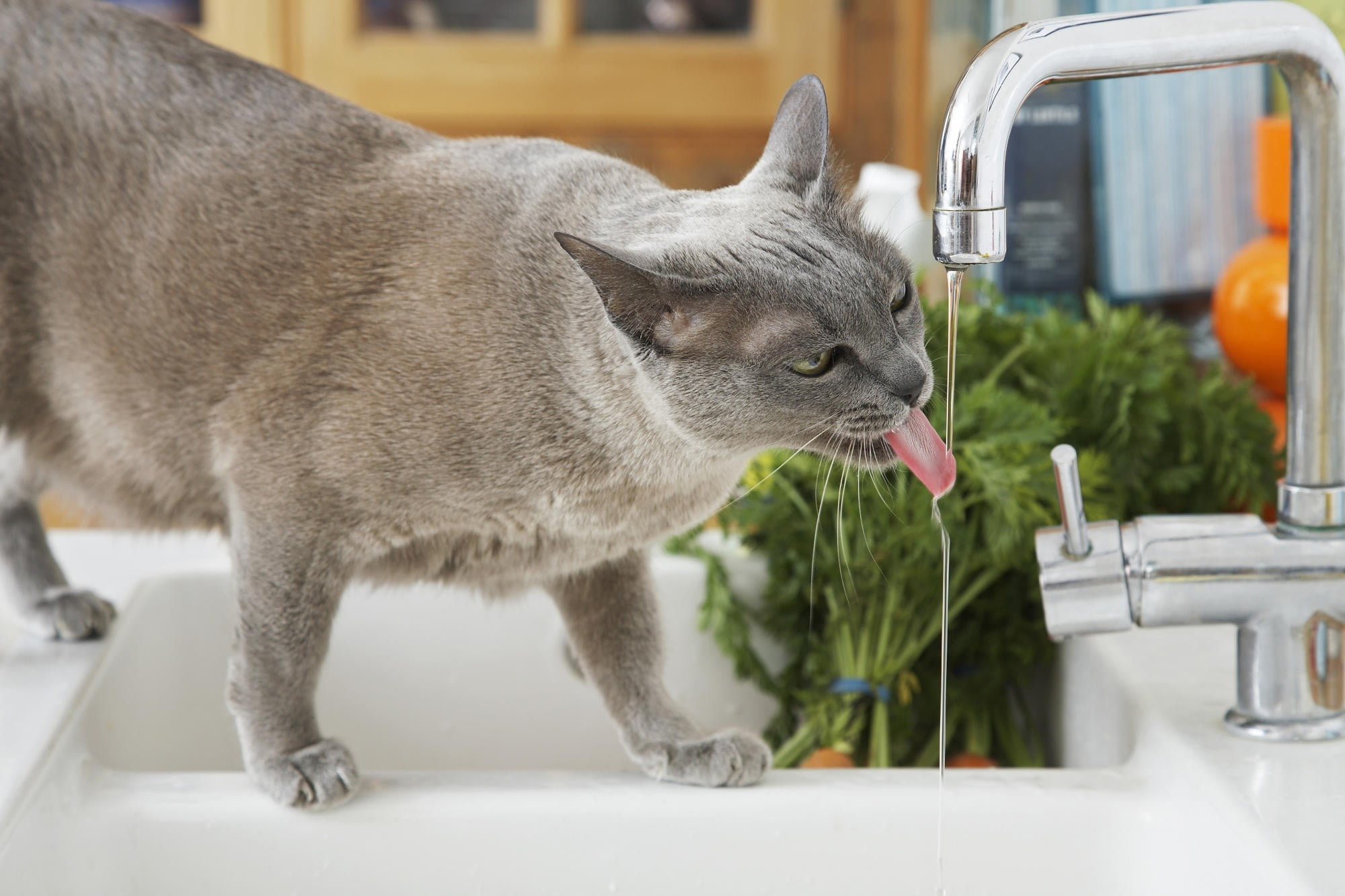 animal head, close-up, whisker, cute, fur, one animal, pets, gray, kitten, white, domestic Animals, cat, domestic Cat, tabby, water, animal themes, thirst, HD Wallpaper