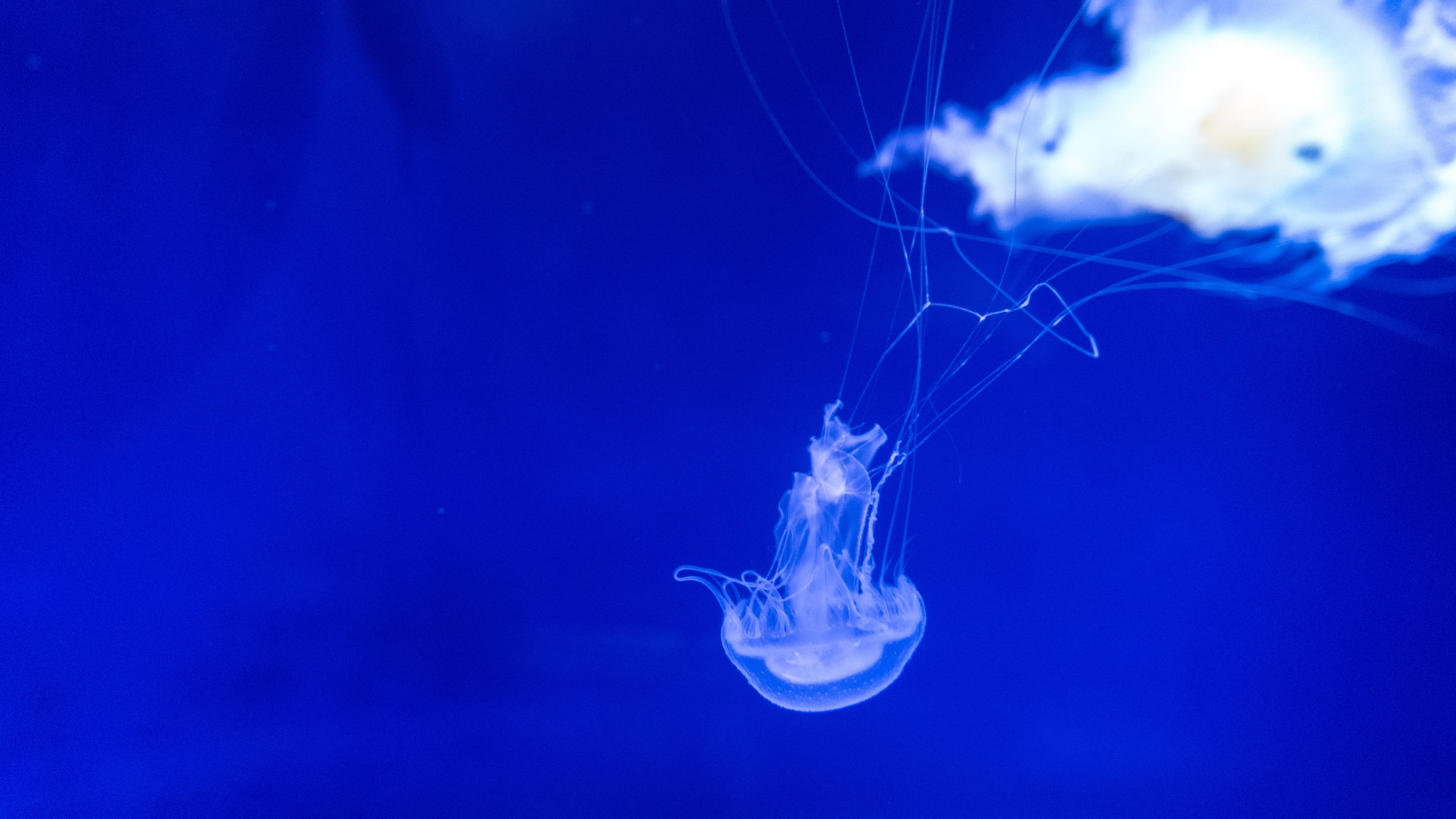 animal themes, sea life, animals in the wild, blue, underwater, backgrounds, one animal, wildlife, outdoors, nature, poisonous, blue background, invertebrate, HD Wallpaper