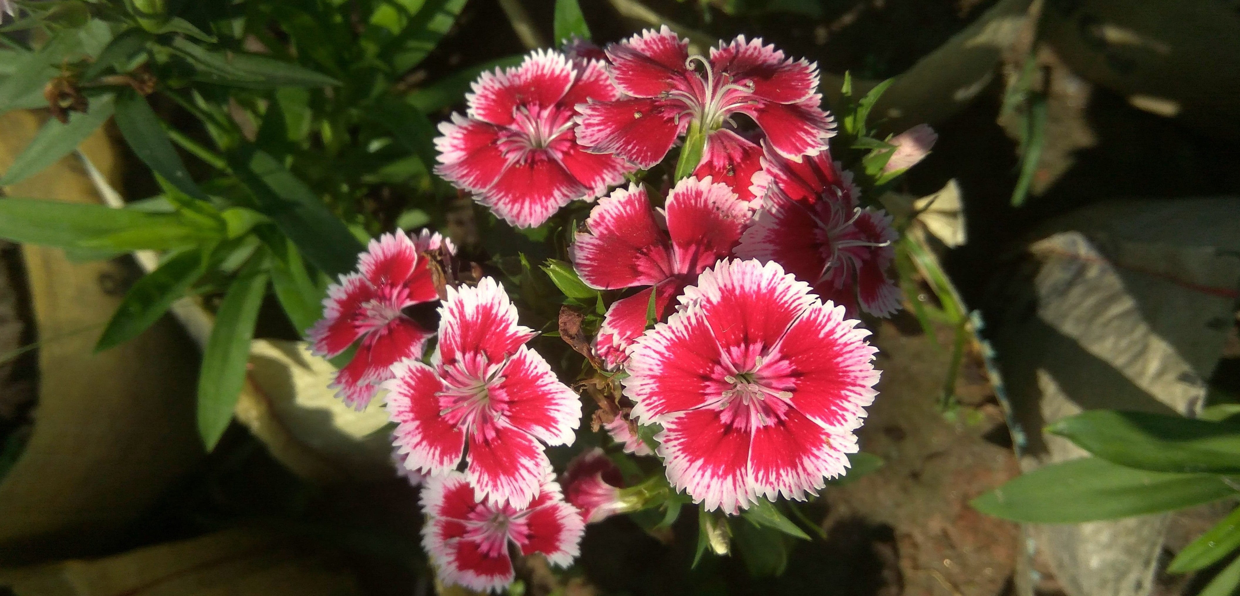 flowering plant, fragility, beauty in nature, pollen, close-up, flora, vulnerability, bunch of flowers, flower, nature, super parfait, plant part, day, HD Wallpaper