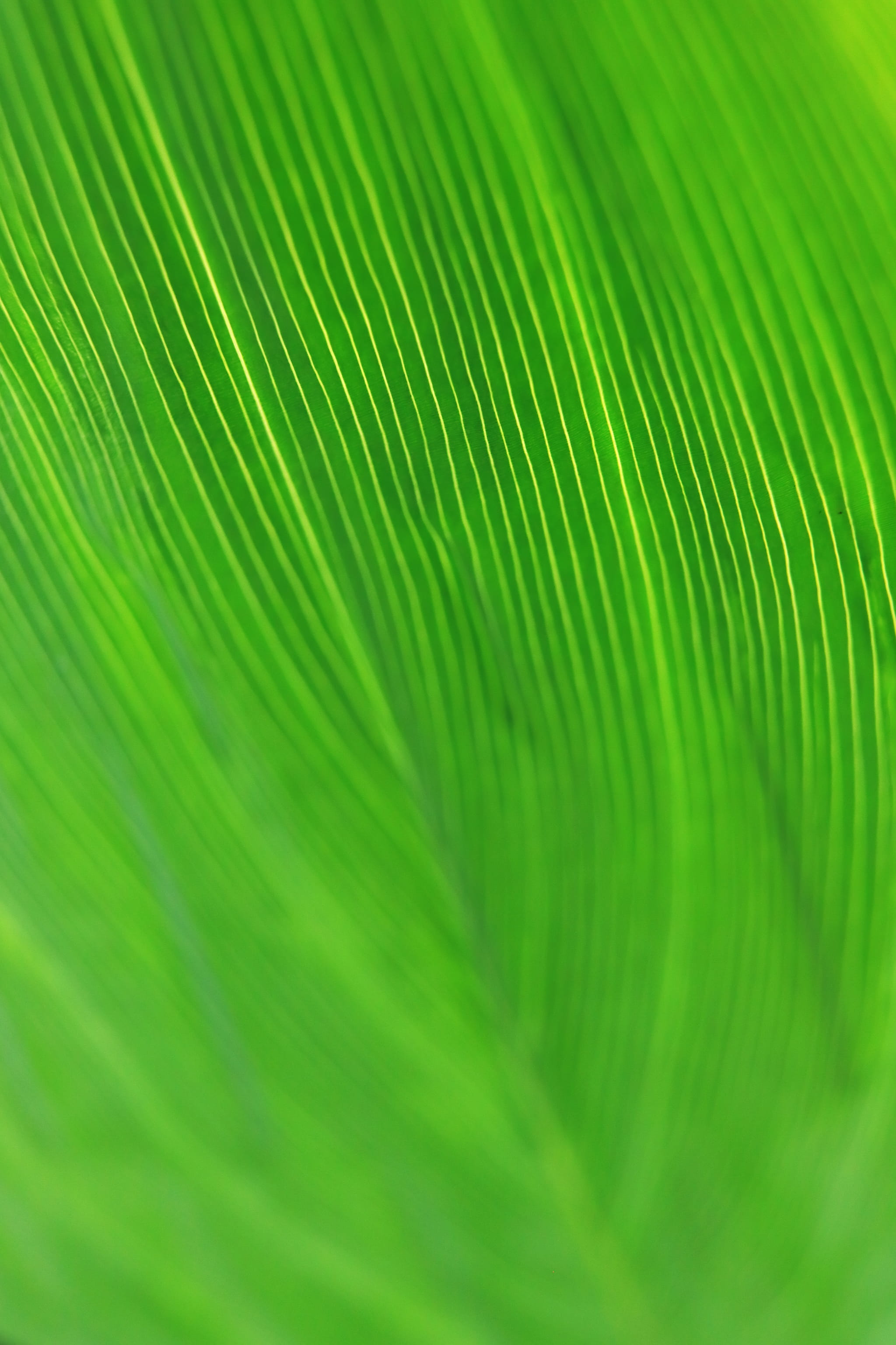 corridor, green color, contact lens, plant, rainforest, outdoors, bokeh, plant part, leaf, close-up, art, green, abstract, environment, full frame, extreme close-up, Phone HD Wallpaper