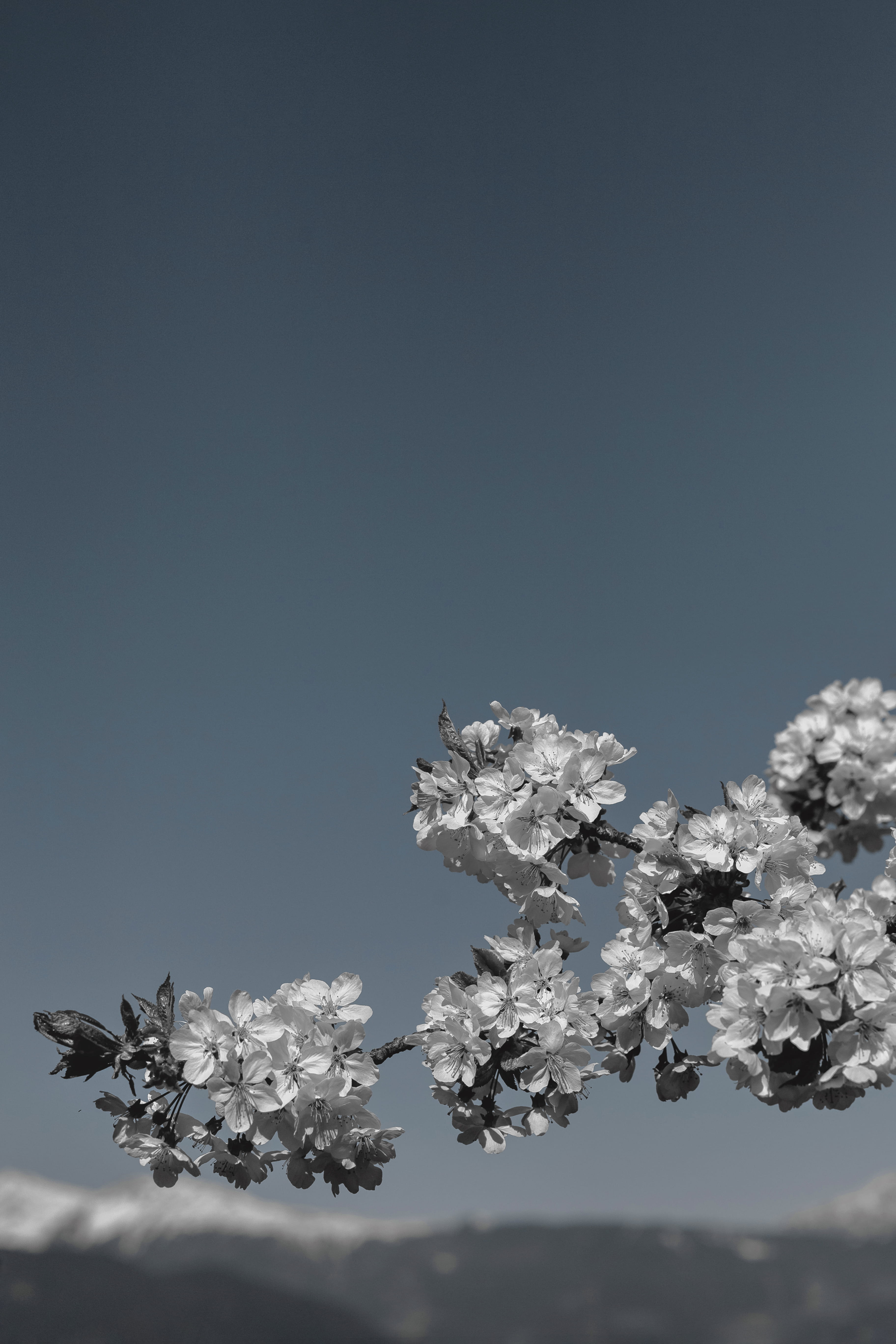 beauty in nature, focus, grayscale, fade, nature, flower head, clear sky, vulnerability, cherry blossom tree, tree, copy space, flower, flowering plant, Phone HD Wallpaper