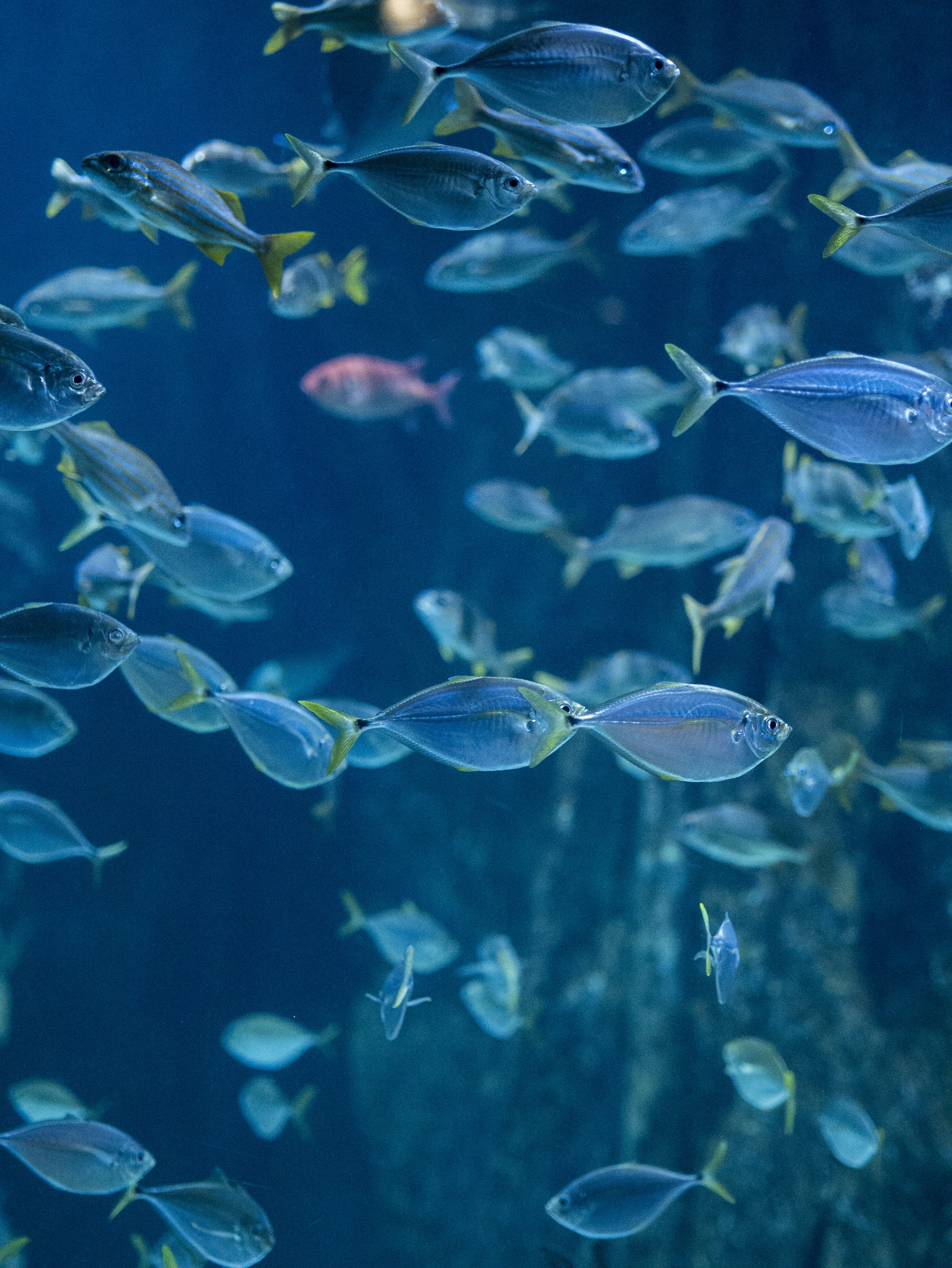 animal wildlife, moody, hiker, transparent, school, group of animals, swimming, marine, school of fish, animal themes, animals in the wild, water, faceless, Phone HD Wallpaper