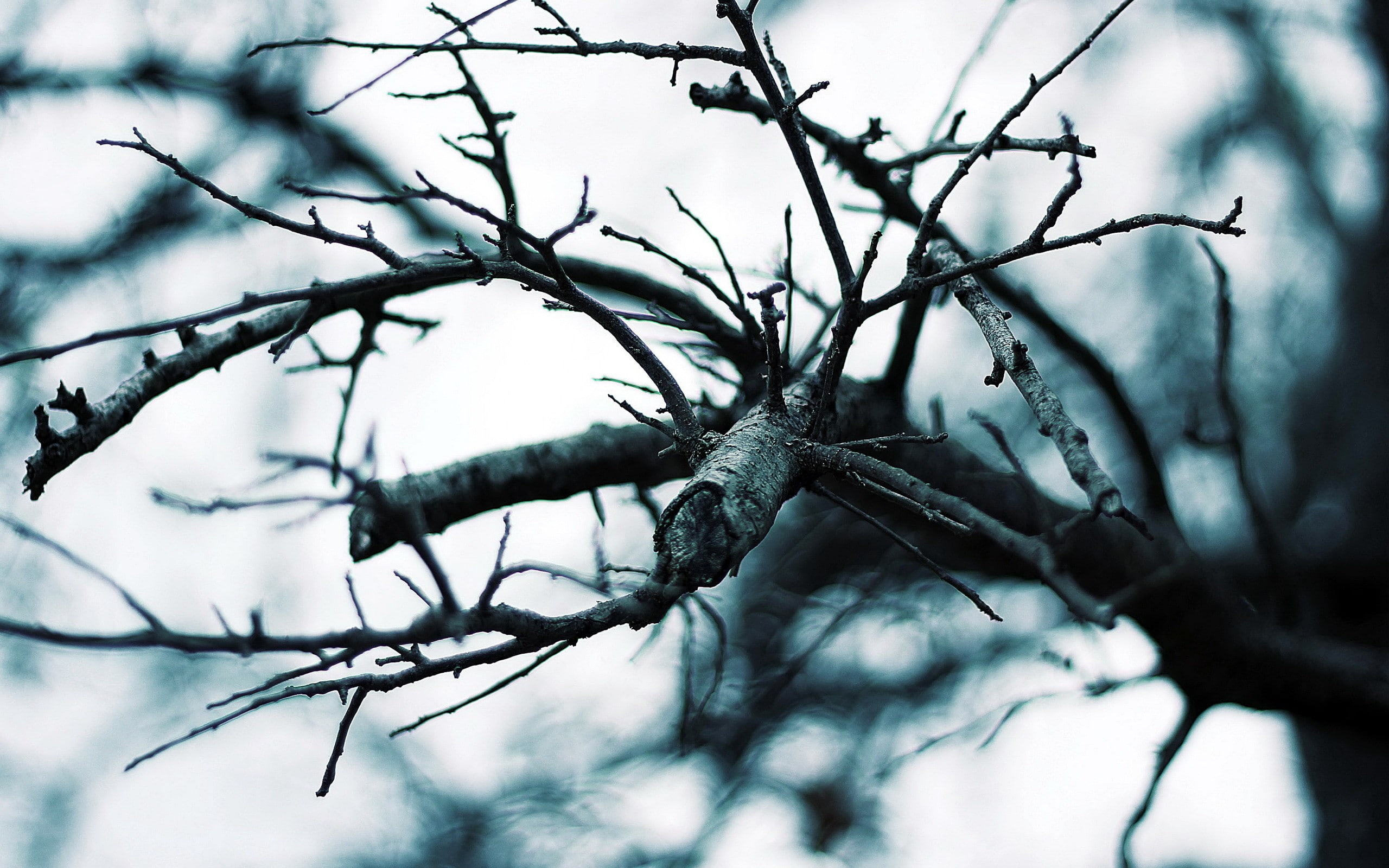 macro, nature, branch, 2K, trees, muted, HD Wallpaper