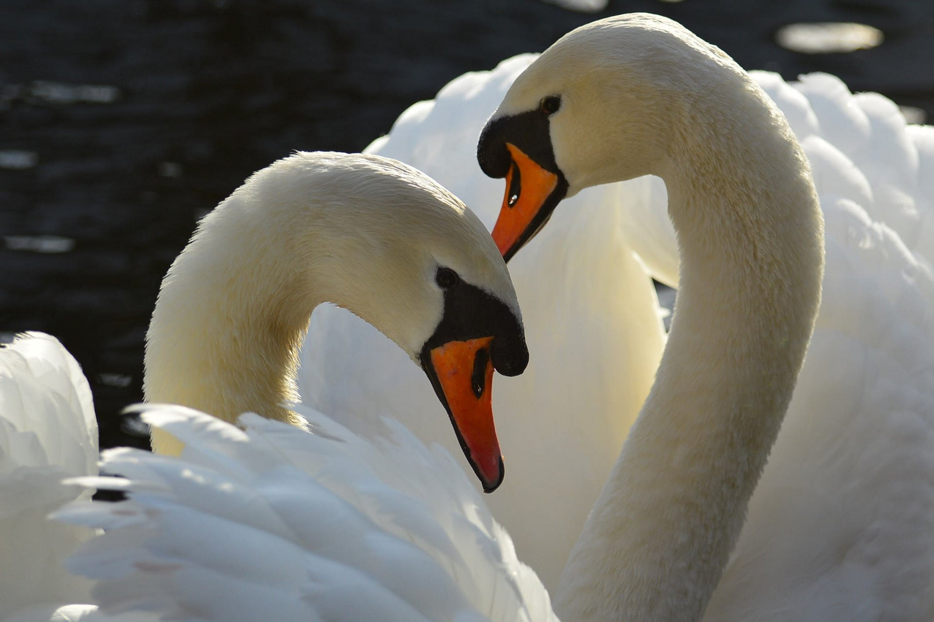 1080P, Animal, Birds, Love, Swan, Bird, Mute Swan, Couple, HD Wallpaper