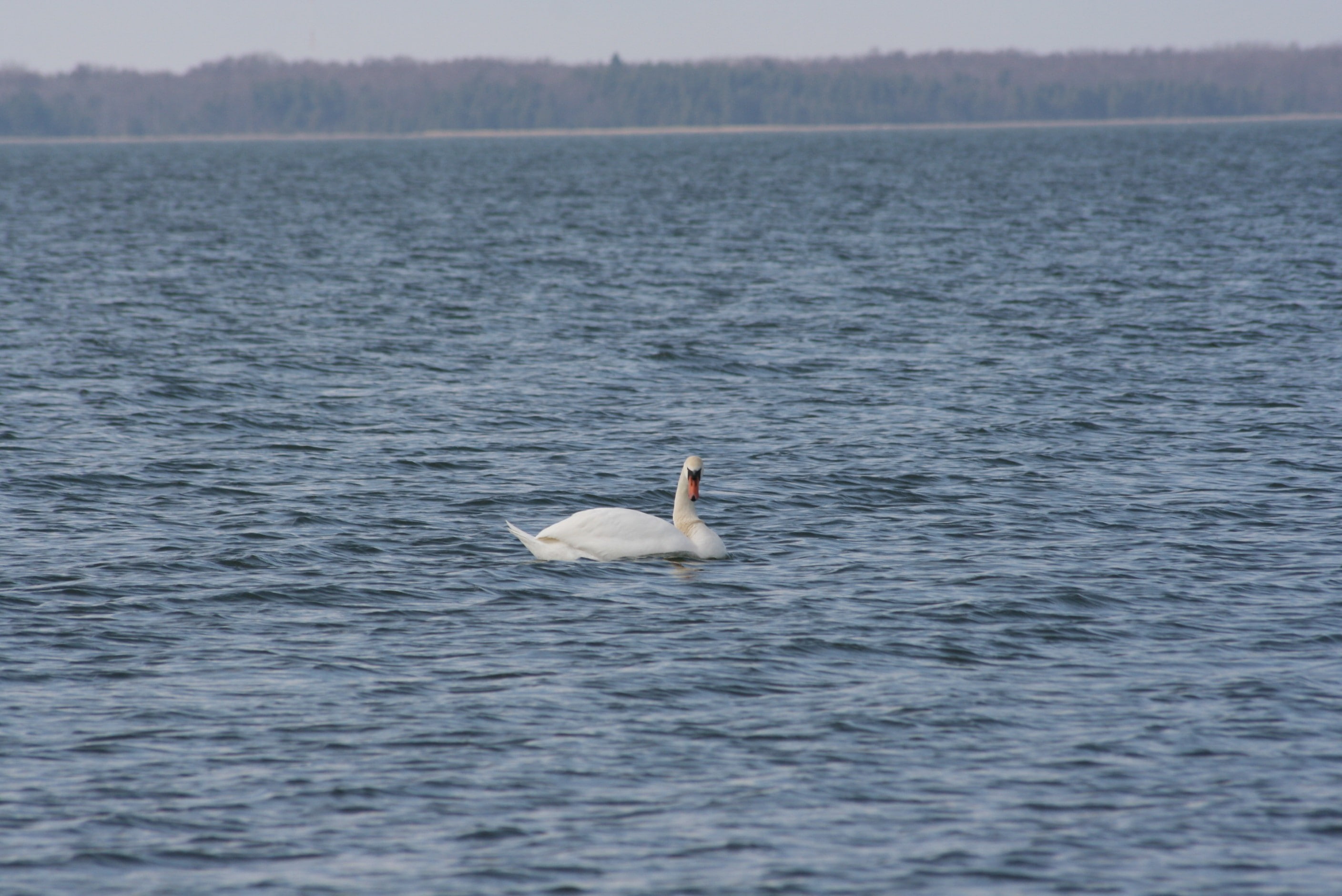 one animal, water, animal wildlife, animal themes, no people, day, animals in the wild, swan, vertebrate, birds, bird, swimming, beauty in nature, waterfront, HD Wallpaper