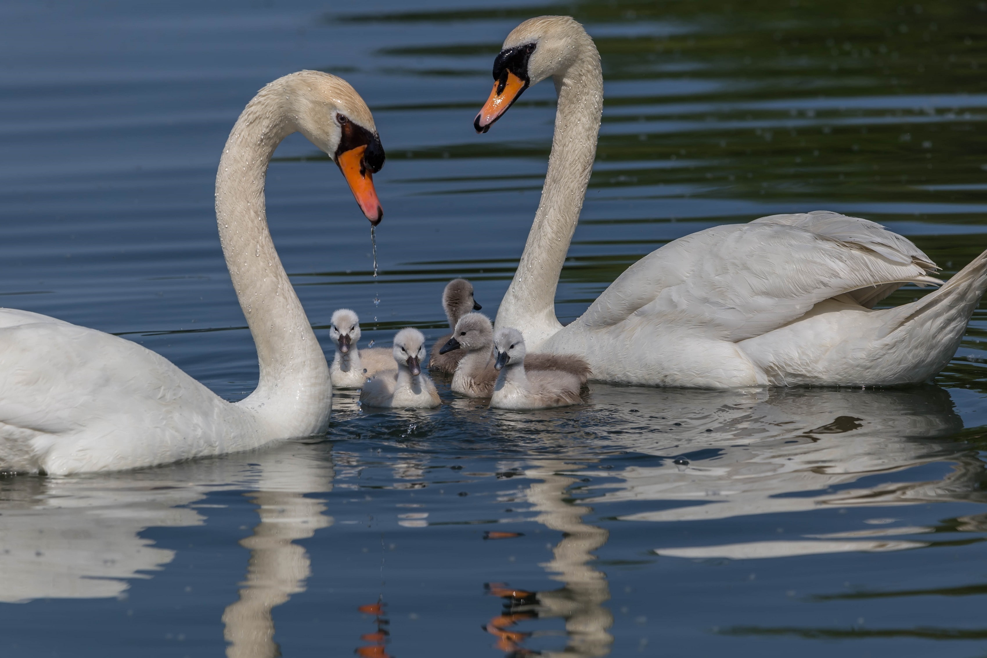 Cute, Birds, 2K, Reflection, Mute Swan, Wildlife, Bird, Baby Animal, HD Wallpaper