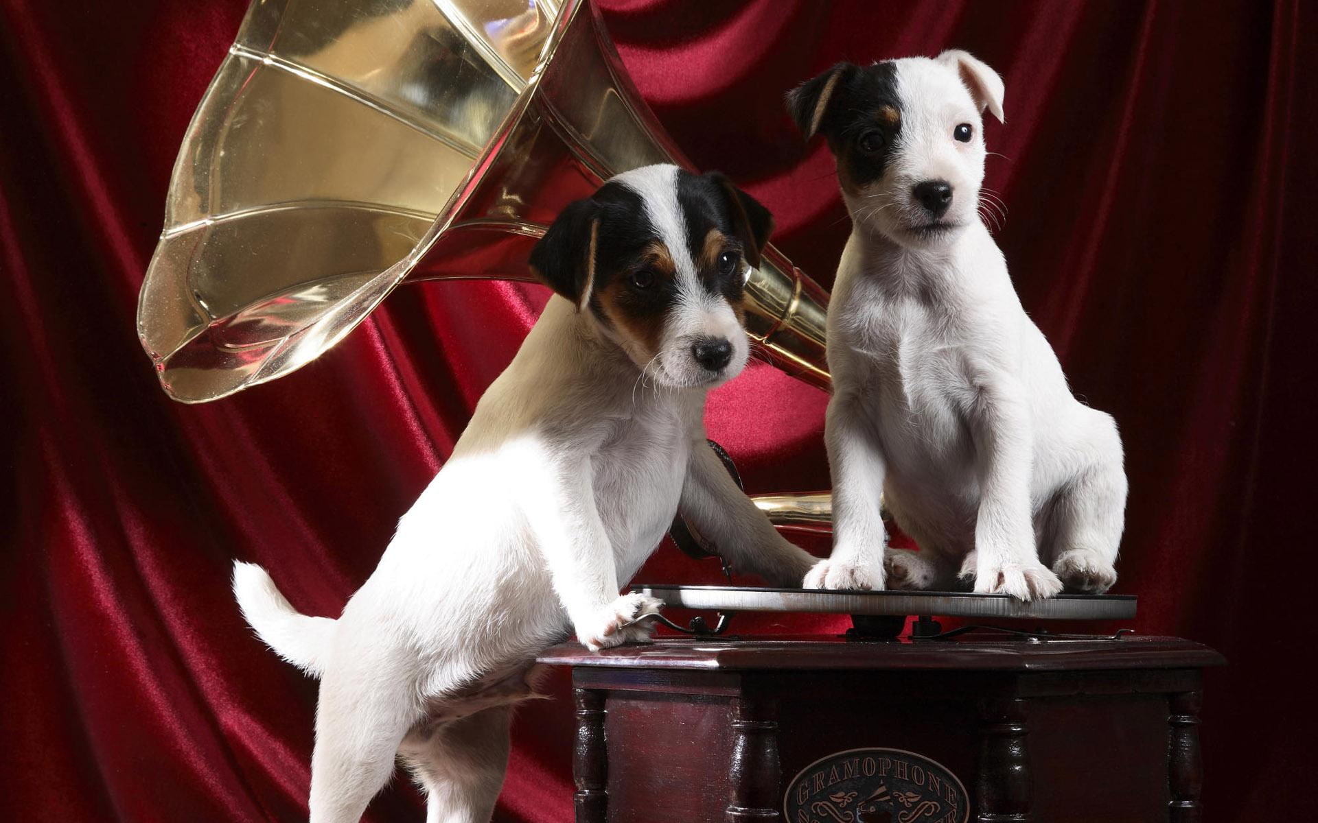 animal, dogs, 1080P, sweet, phonograph, listening, animals, puppy, music, HD Wallpaper