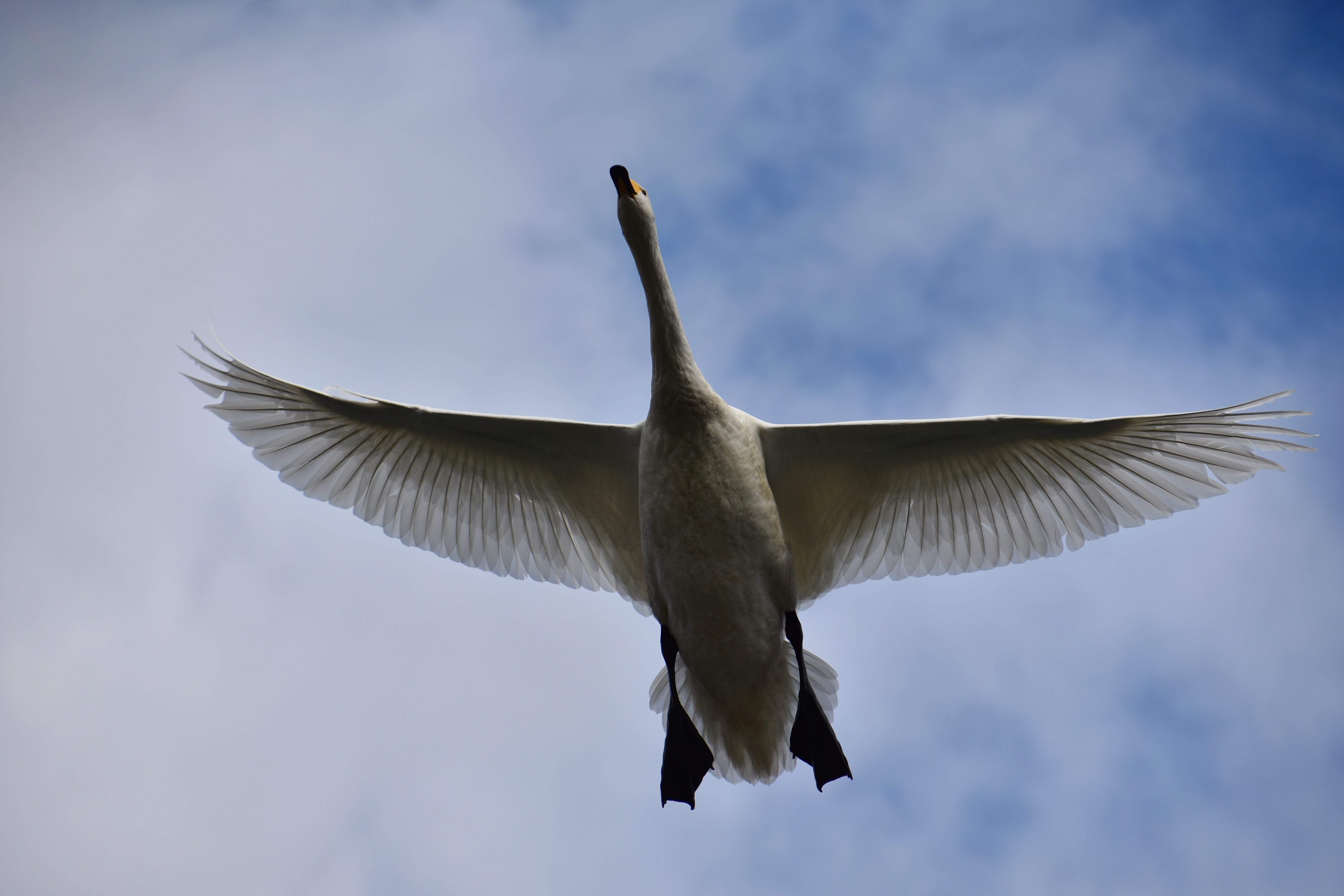 wild birds, animal wildlife, sky, flapping, animal, vertebrate, animal themes, day, travel, wild animal, no people, low angle view, flying, spread wings, HD Wallpaper