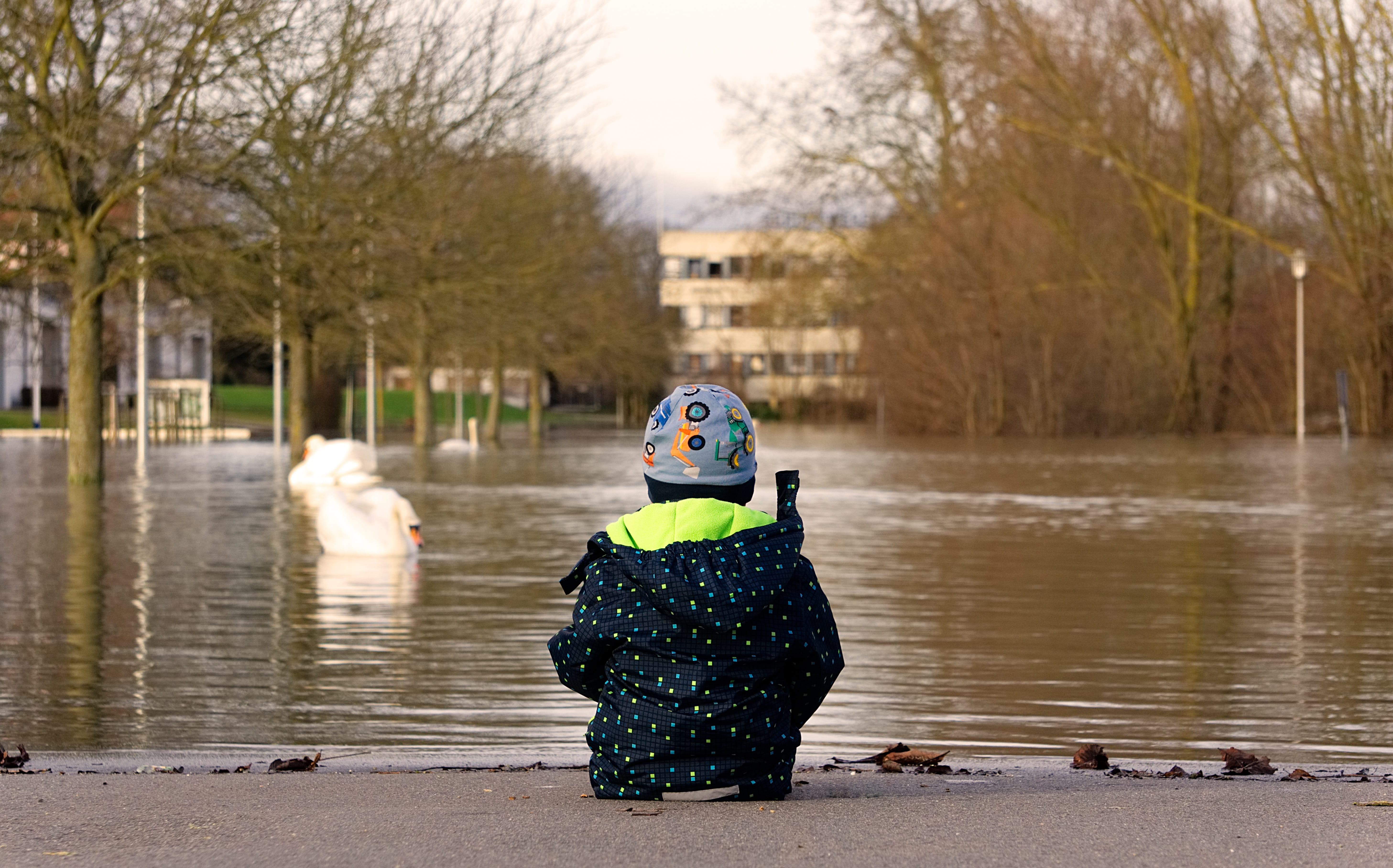 one person, rhine, end, clothing, wet, away, flow, ends, vertebrate, real people, small child, bird, tree, animal, bill, in thoughts, winter, swan, risk, HD Wallpaper