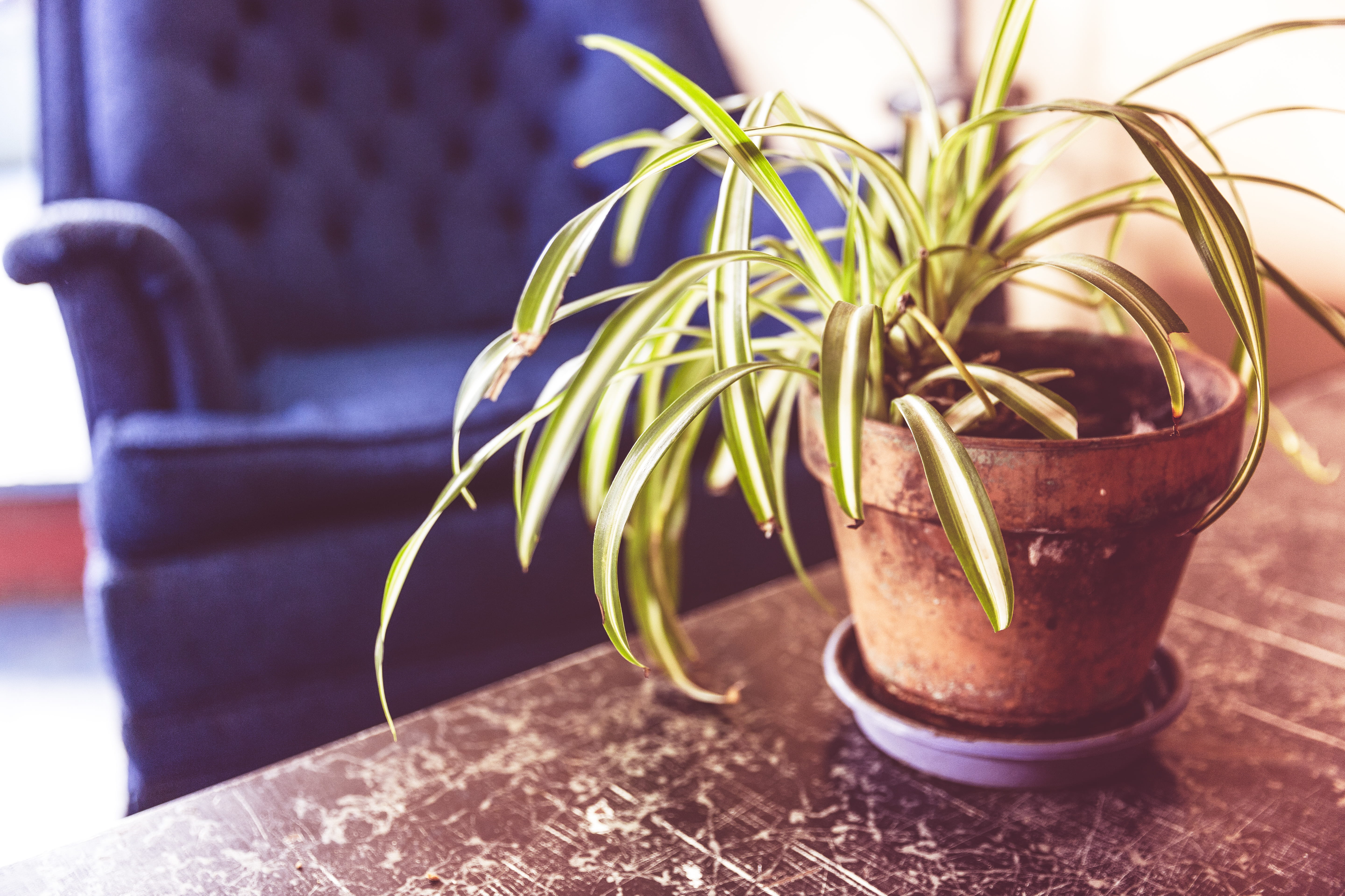 table, indoors, herbal medicine, potted plant, leaf, flower Pot, green color, plant, brown, container, brown clay, objects, blue, plant part, herb, 5K, HD Wallpaper