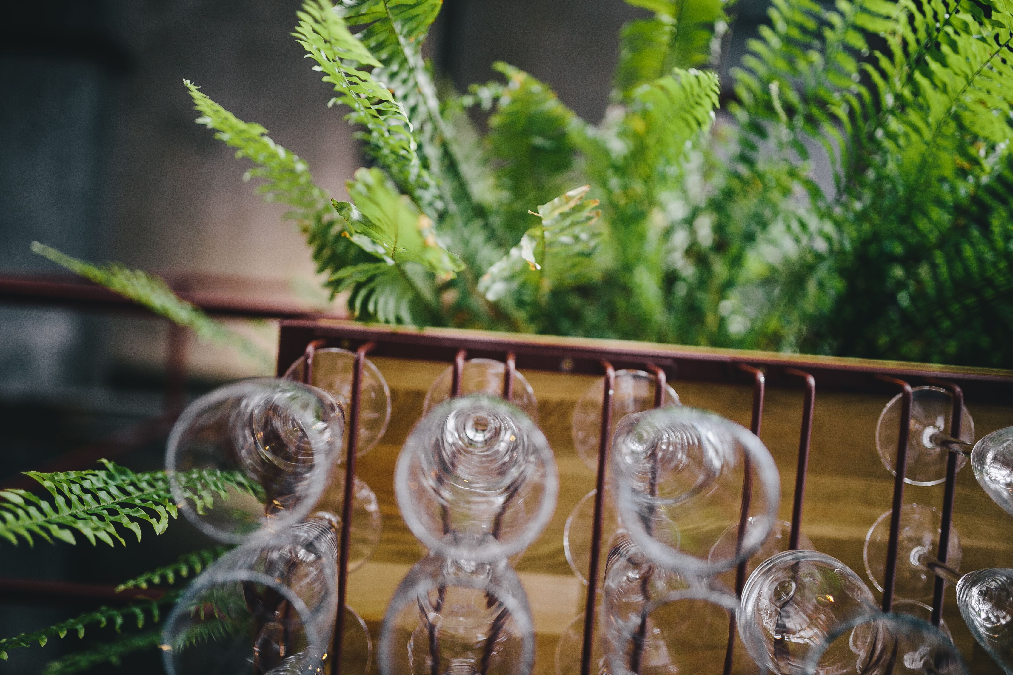 alcohol, plant, indoors, holder, container, glass, animal themes, focus on foreground, large group of objects, wine, animal wildlife, hanging, no people, HD Wallpaper
