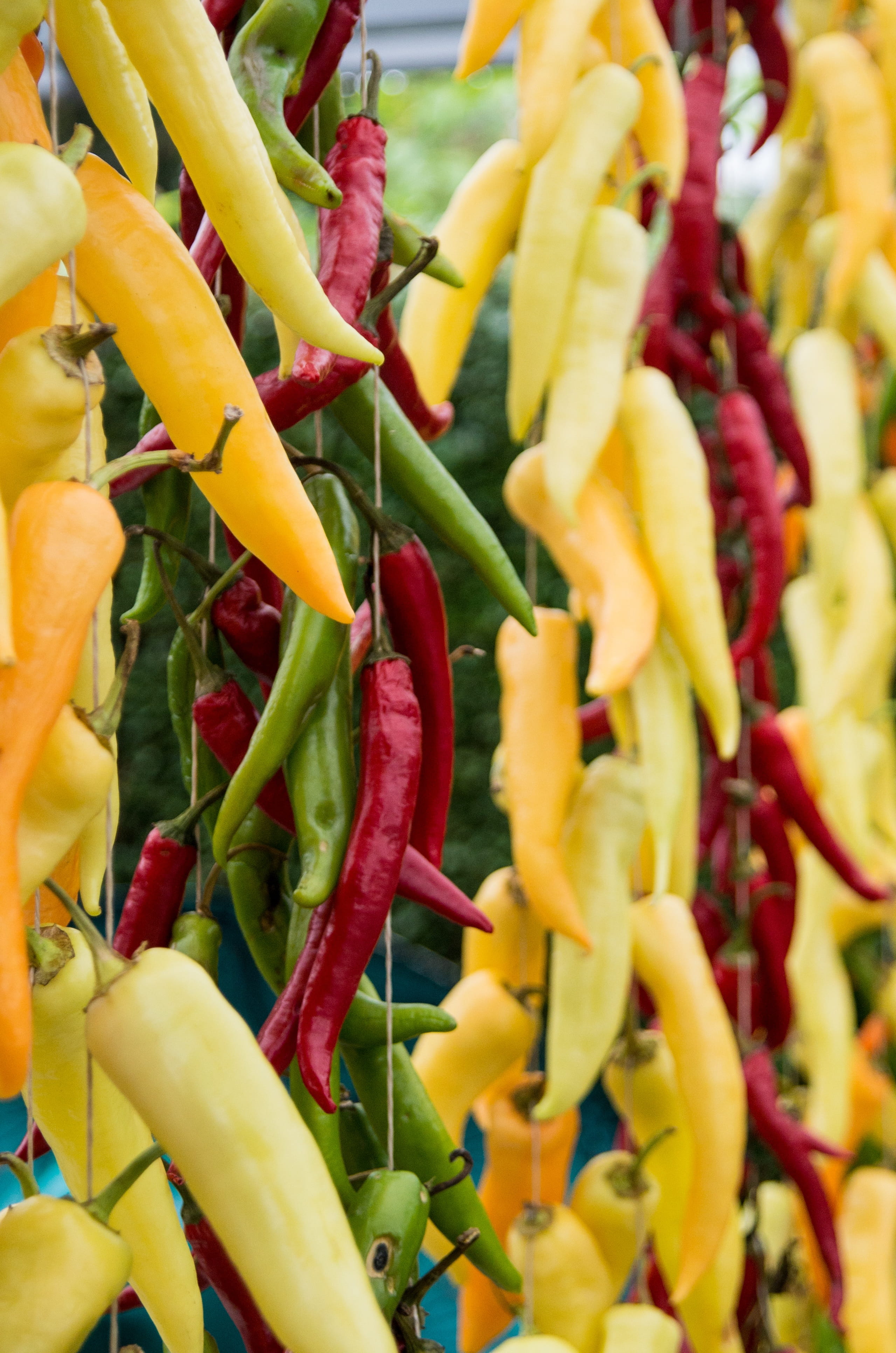 paprika, natural, rustic, close-up, spices, market, plant, retail, vegetable, food, 4K, food and drink, freshness, day, for sale, cooking, spicy, yellow, Phone HD Wallpaper