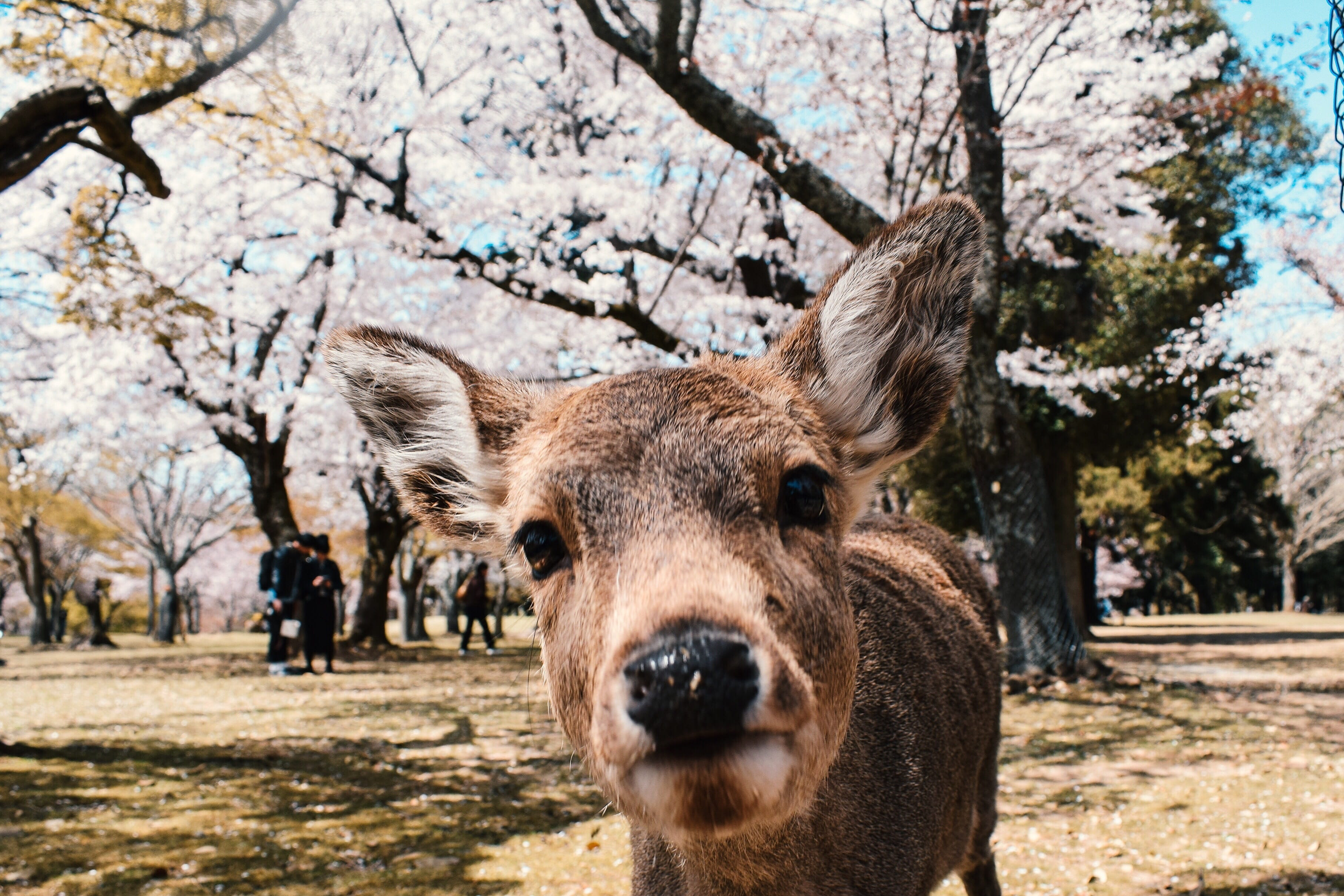 looking at camera, animal nose, day, one animal, deer, domestic animals, vertebrate, animal, animal head, portrait, mammal, snout, herbivorous, outdoors, HD Wallpaper