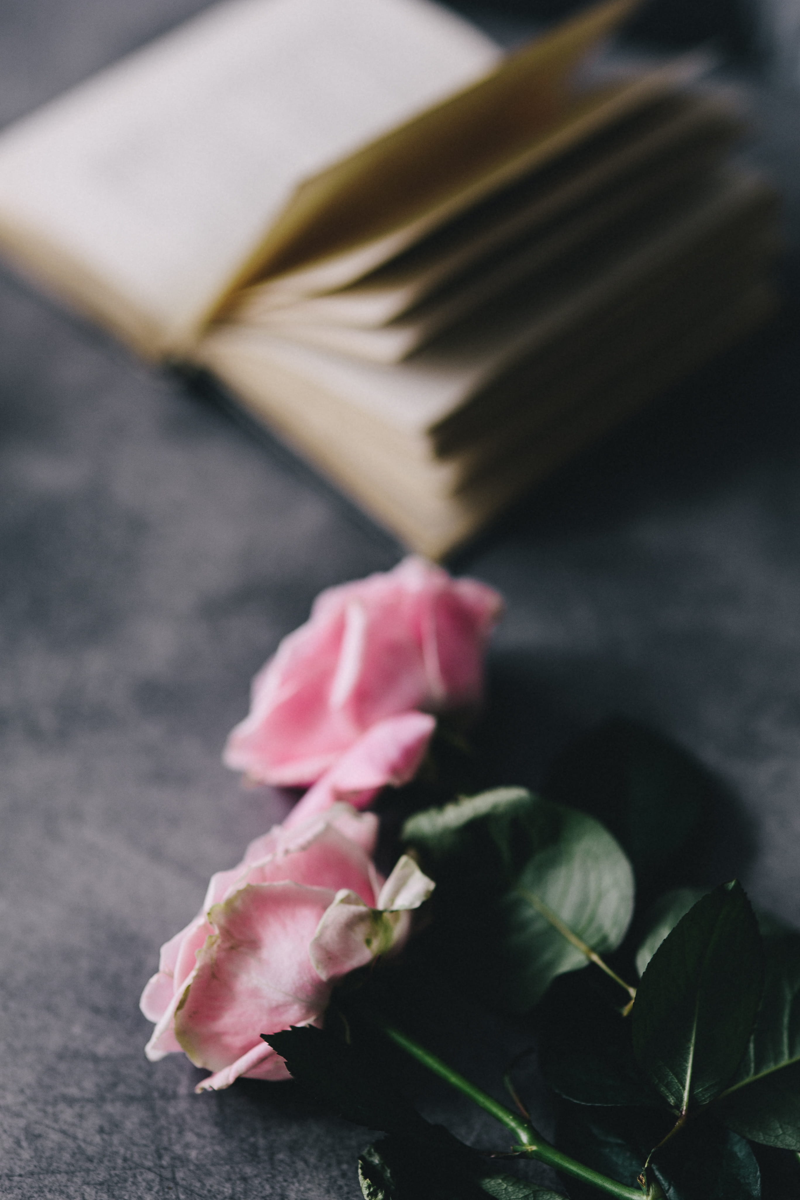 book, plant, books, coffee, rose, freshness, rose - flower, plant part, leaf, beauty in nature, close-up, essentials, flower head, nature, interior, fragility, Phone HD Wallpaper