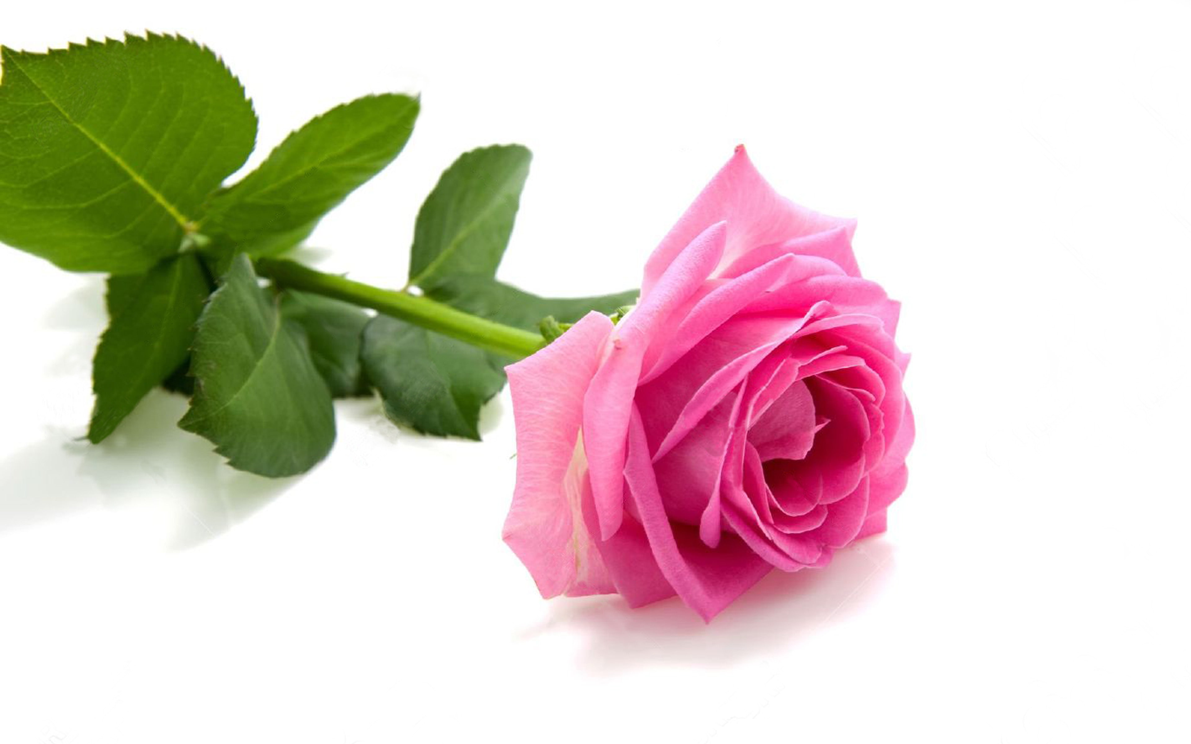 green, beautiful, pink, queen, bourbon, leaves, 4K, flowers, rose, white, HD Wallpaper