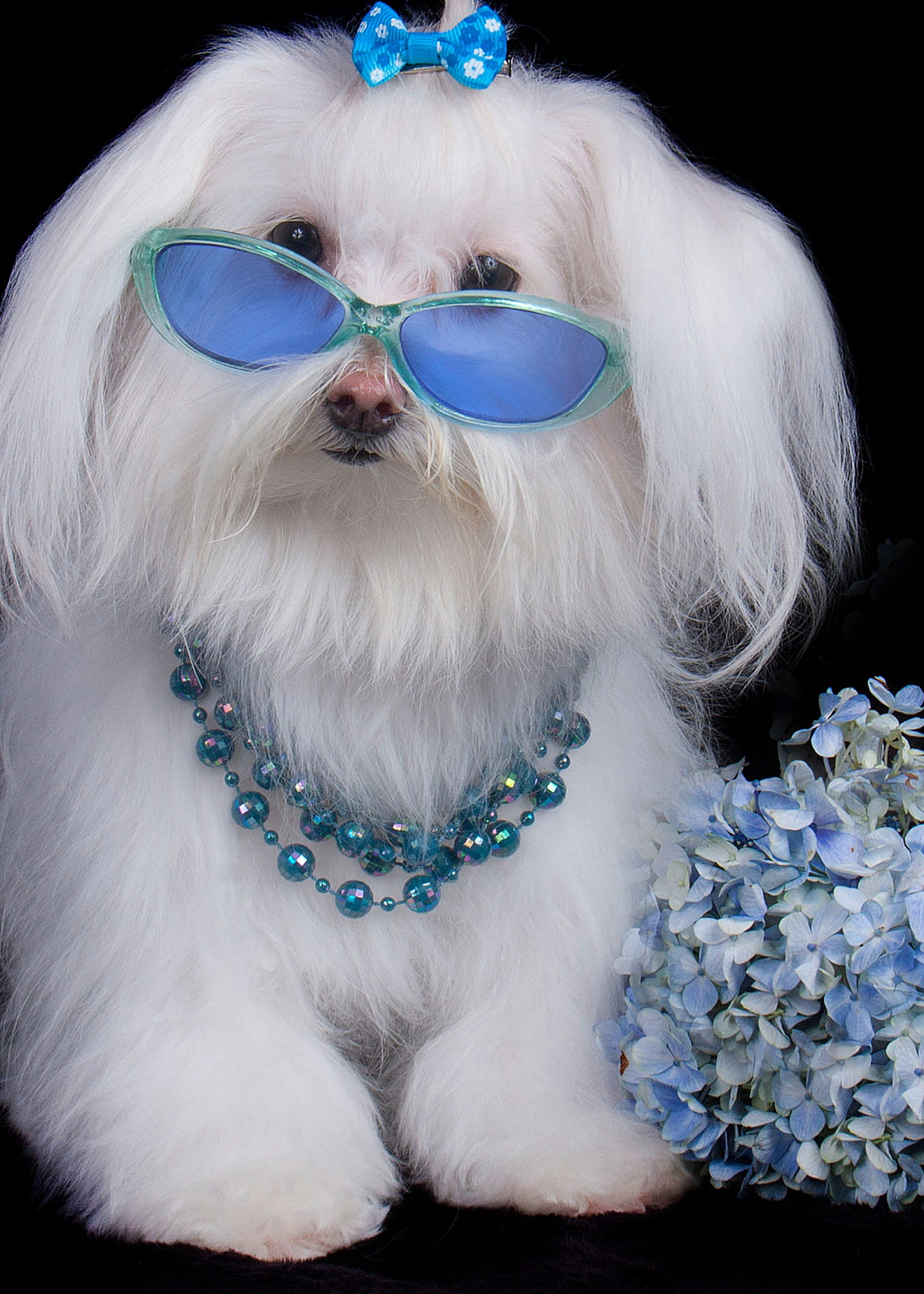 animal themes, dog, black background, domestic, sunglasses, one animal, blue, fashion, mammal, eyeglasses, animal, canine, glasses, portrait, domestic animals, Phone HD Wallpaper