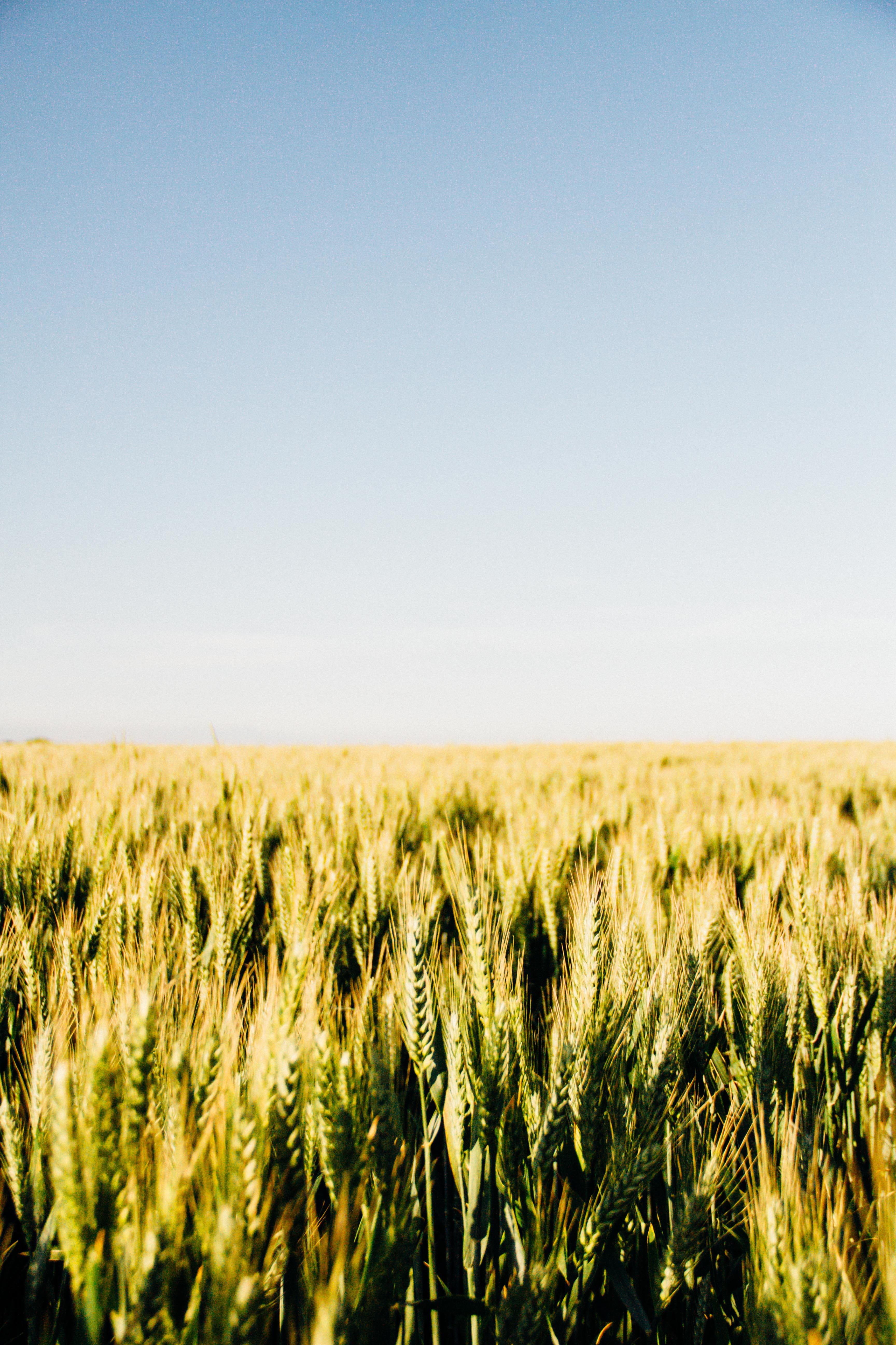 clear sky, cultivate, farm, harvest, wheat, no people, malt, crop, harvesting, cereal plant, agriculture, growth, copy space, plant, 5K, rye, landscape, Phone HD Wallpaper