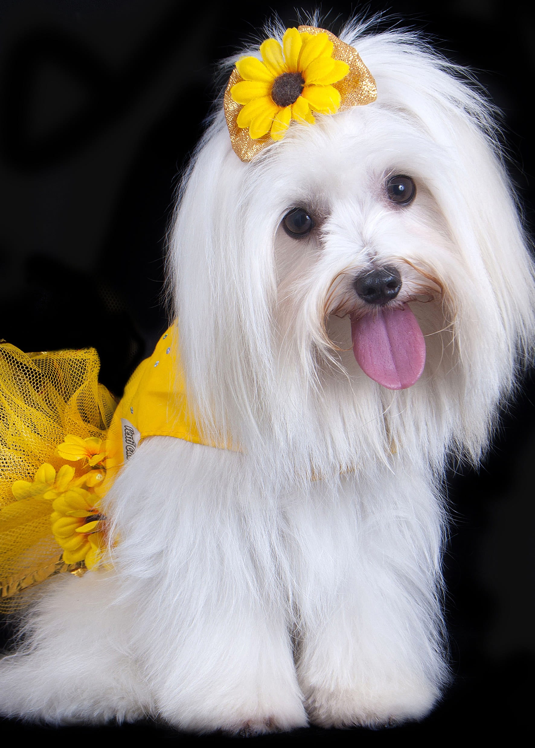 pet, animal, flowering plant, skirt, canine, no people, domestic, vertebrate, malts, 1080P, close-up, animal hair, pets, animal themes, looking at camera, Phone HD Wallpaper