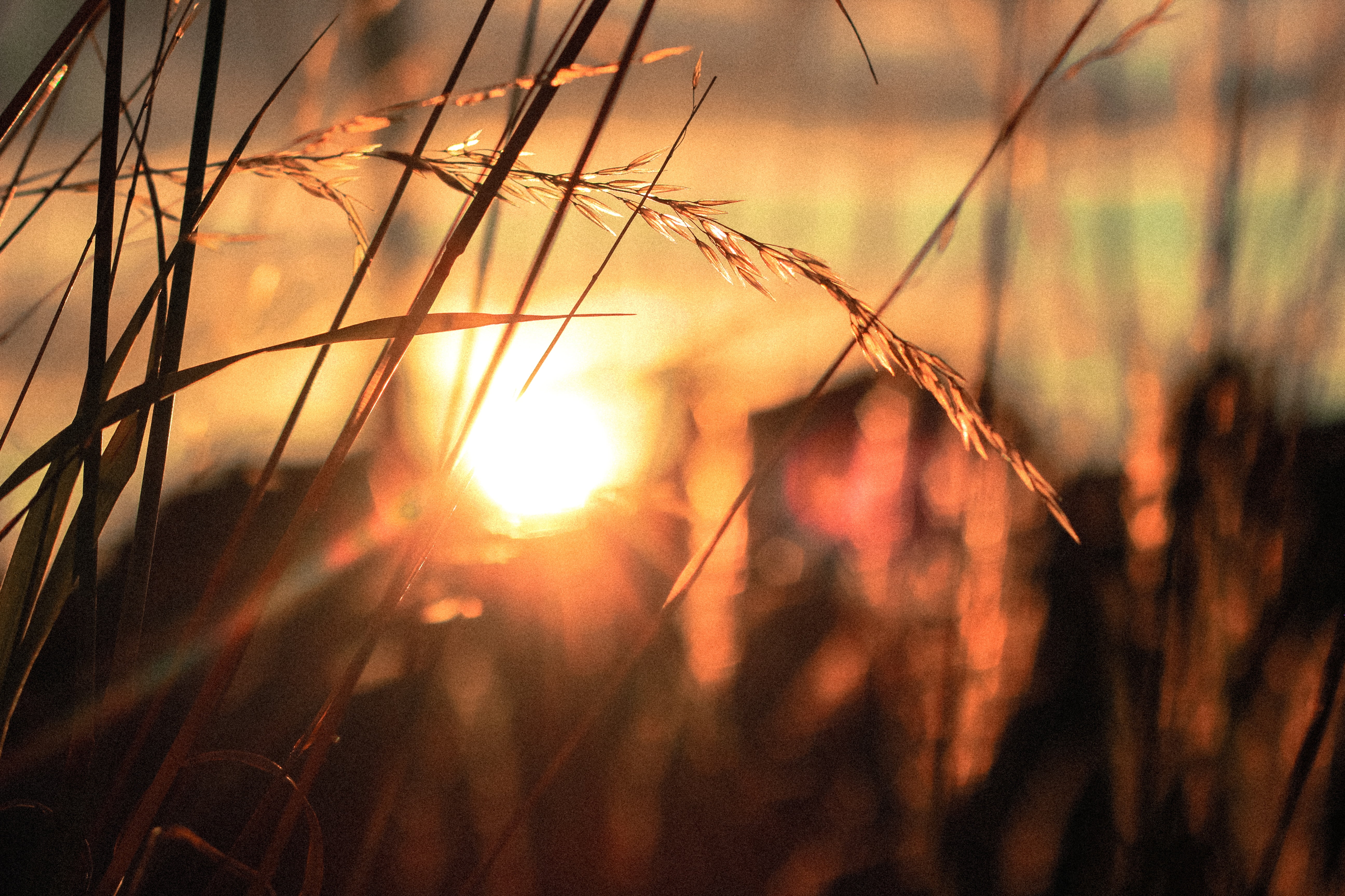 grass, crops, sunlight, no people, field, golden, sun, malt, timothy grass, bright, nature, focus, agriculture, rural, dusk, lens flare, cereal plant, gold colored, HD Wallpaper
