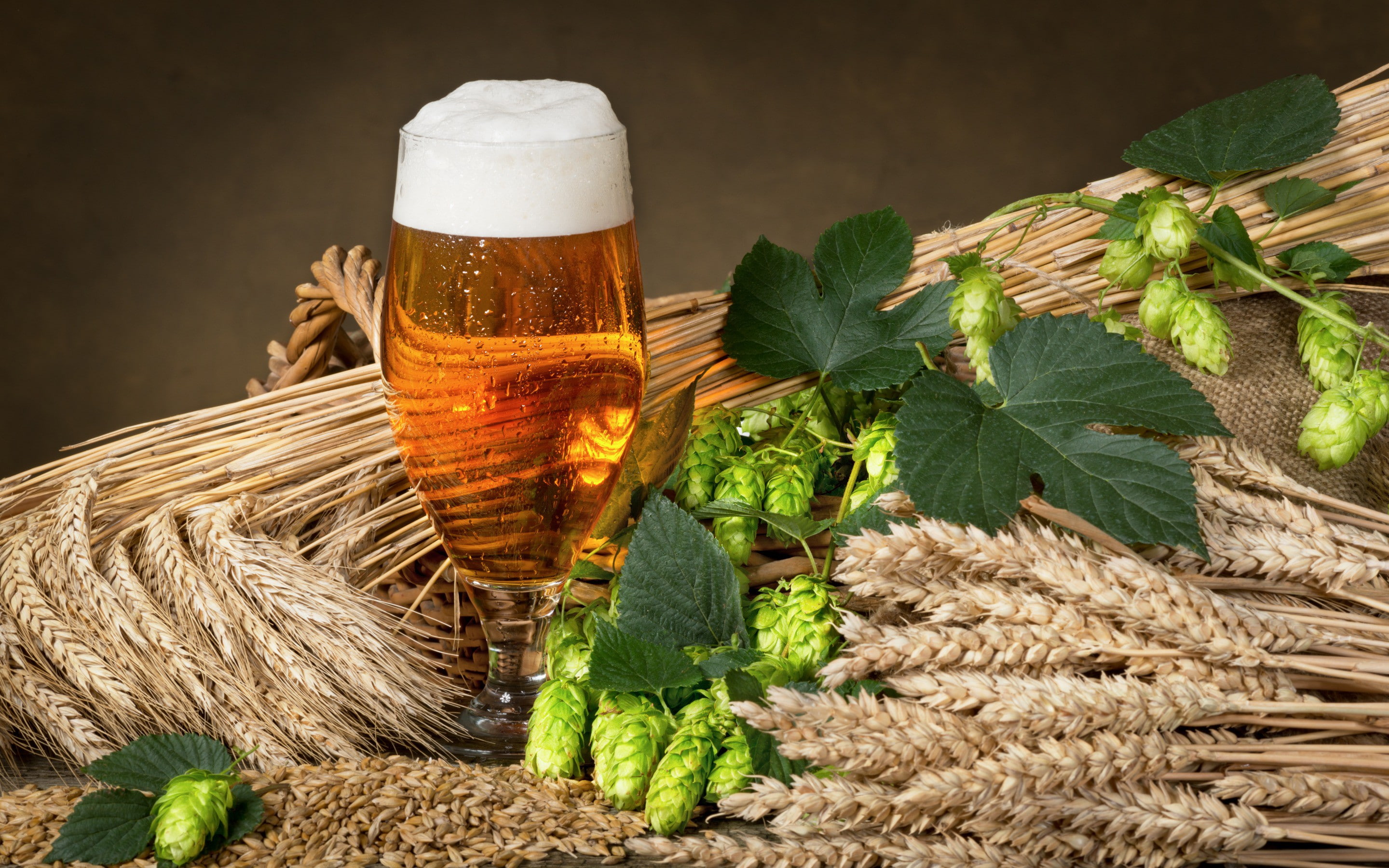beer, 2K, hops, glass, foam, wheat, spikes, HD Wallpaper