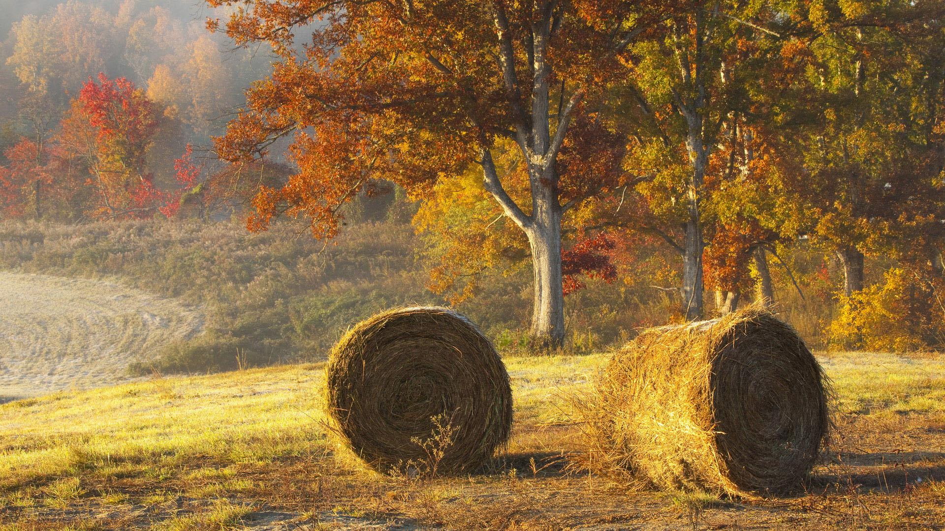 field, nature and landscapes, 1080P, bails, beautiful, fields, autumn, hay, trees, HD Wallpaper