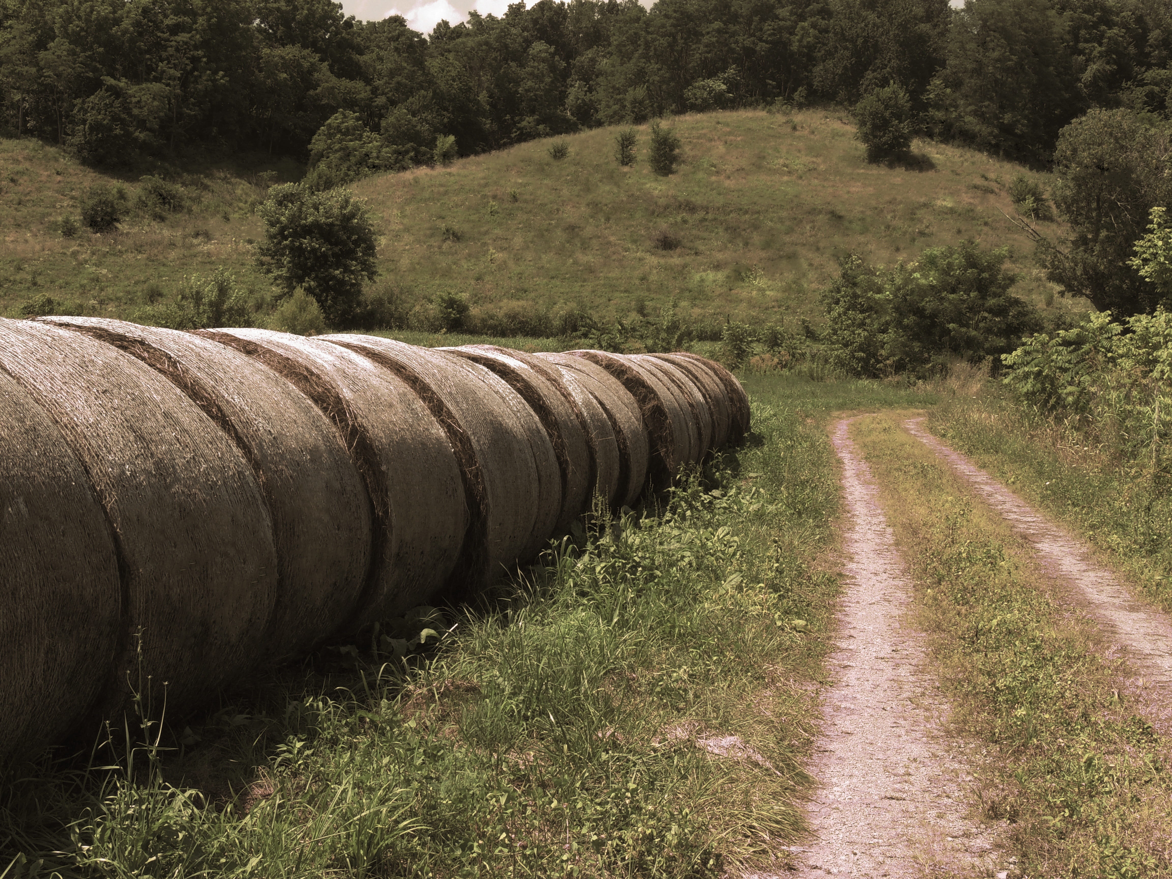 hills, plant, 4K, forest, Hay, Farm, summer, kentucky, yellow, life, Bails, road, environment, landscape, scenery, woods, nature, rural Scene, sepia, color Image, HD Wallpaper