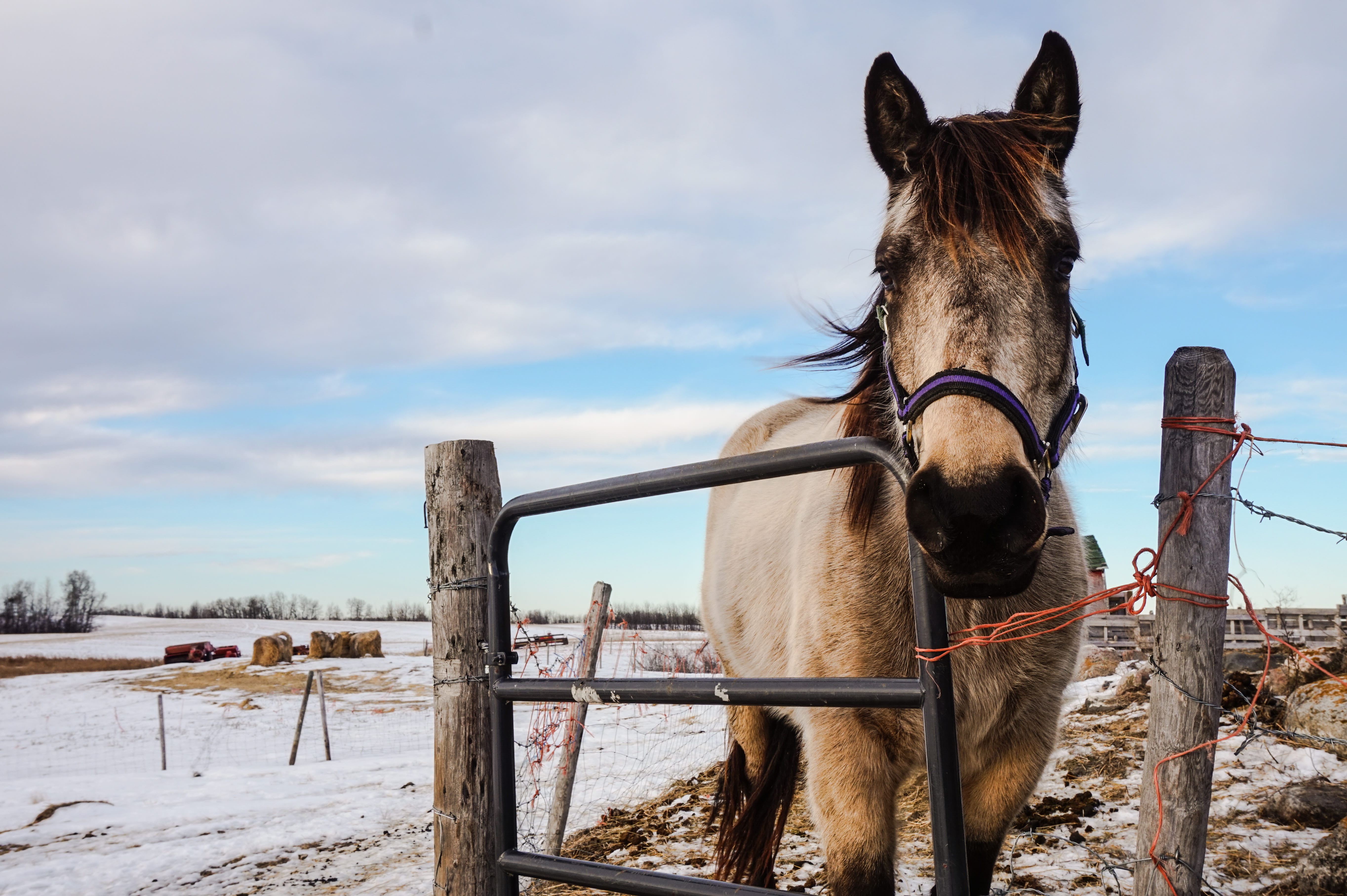 ranch, wind, gate, home, mammal, animal wildlife, field, one animal, day, herbivorous, mane, no people, cloud - sky, farm, fence, land, snow, wire, beside, HD Wallpaper