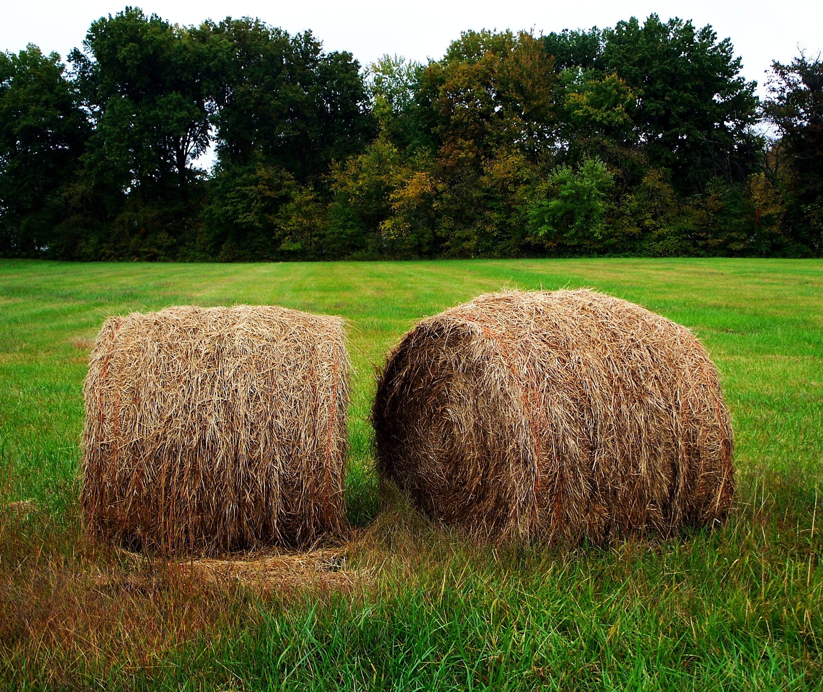 country, outdoors, tranquil scene, beauty in nature, season, haystack, environment, rural, harvest, day, field, no people, agriculture, Round, crop, green color, HD Wallpaper