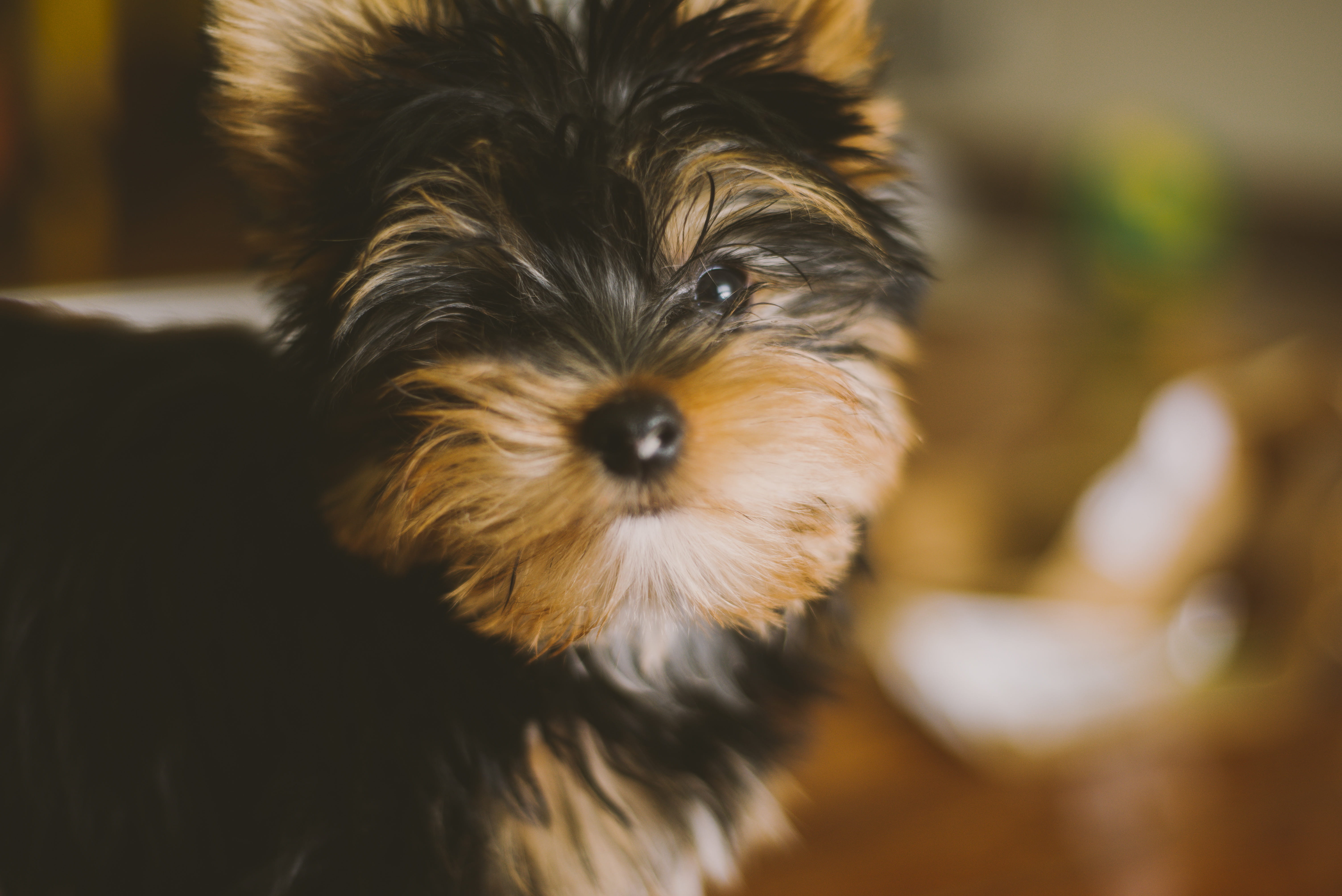 animal, yorkshire, brazil, looking at camera, barra da tijuca, tan, pet, focus on foreground, domestic animals, domestic, animal themes, canine, close-up, HD Wallpaper