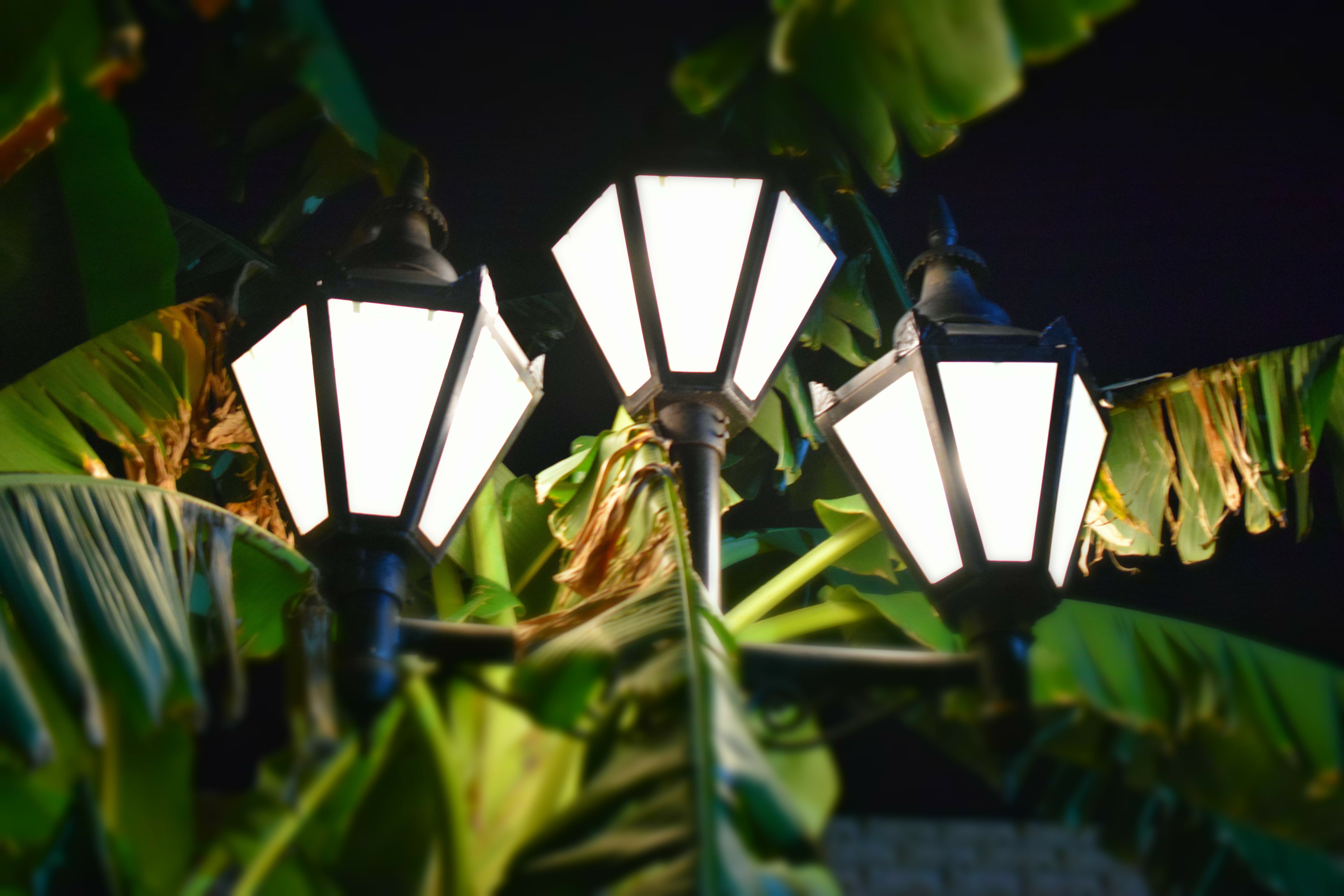 farolas, palmera, luces, 5K, HD Wallpaper
