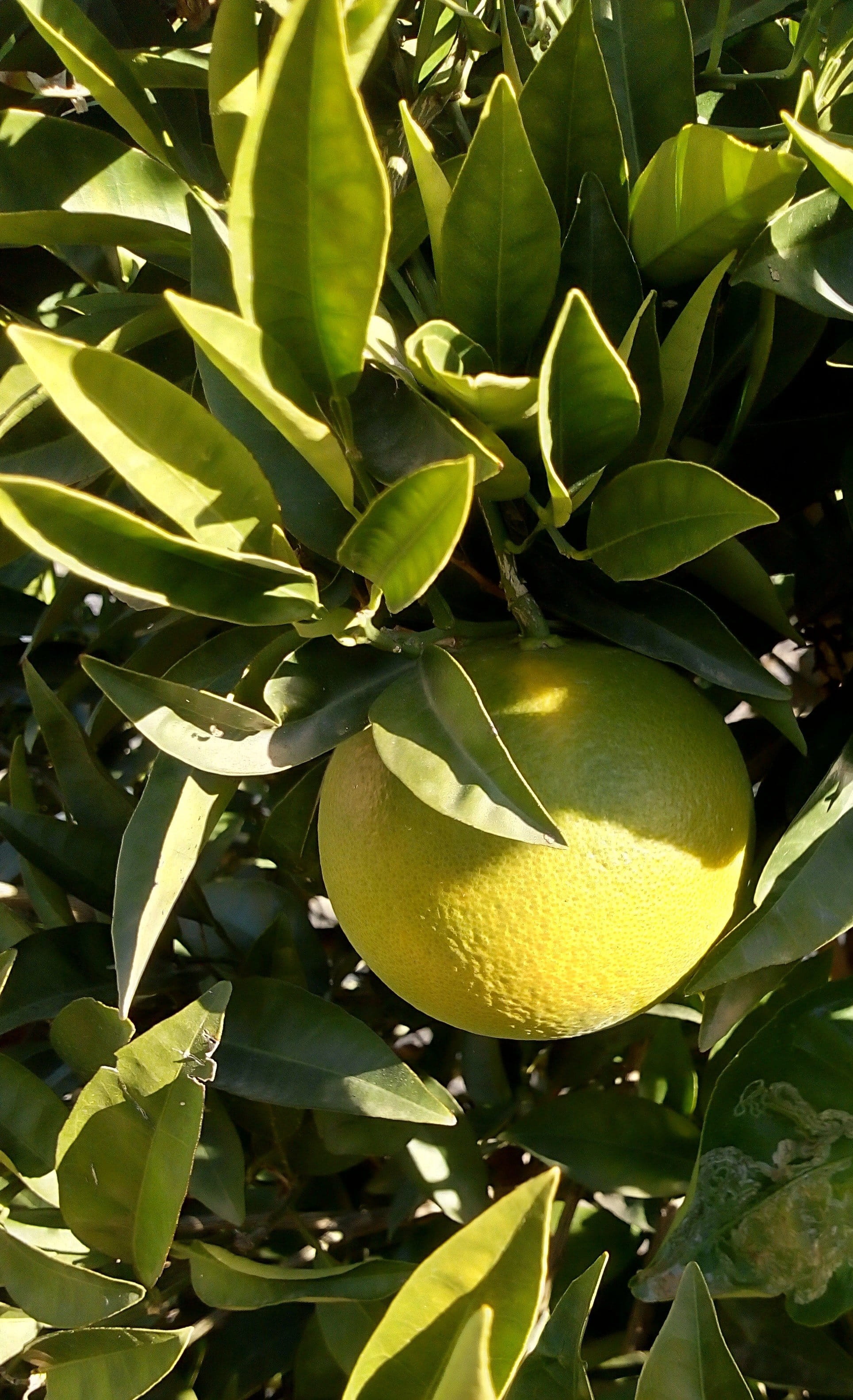 close-up, ripe, 2K, tree, leaf, plant, healthy eating, day, ácido, fruit tree, growth, fruit, lemon, food and drink, outdoors, citrus fruit, no people, Phone HD Wallpaper