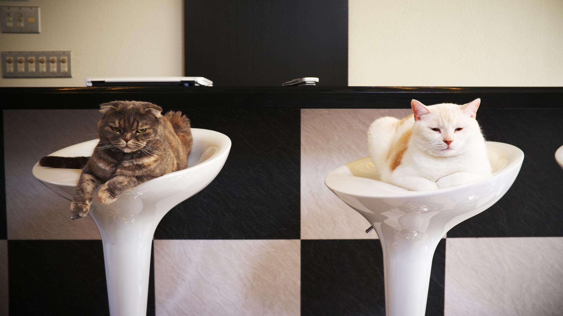 funny, comfy, set, rinse, unimpressed, animals, kitties, cute, 1080P, HD Wallpaper