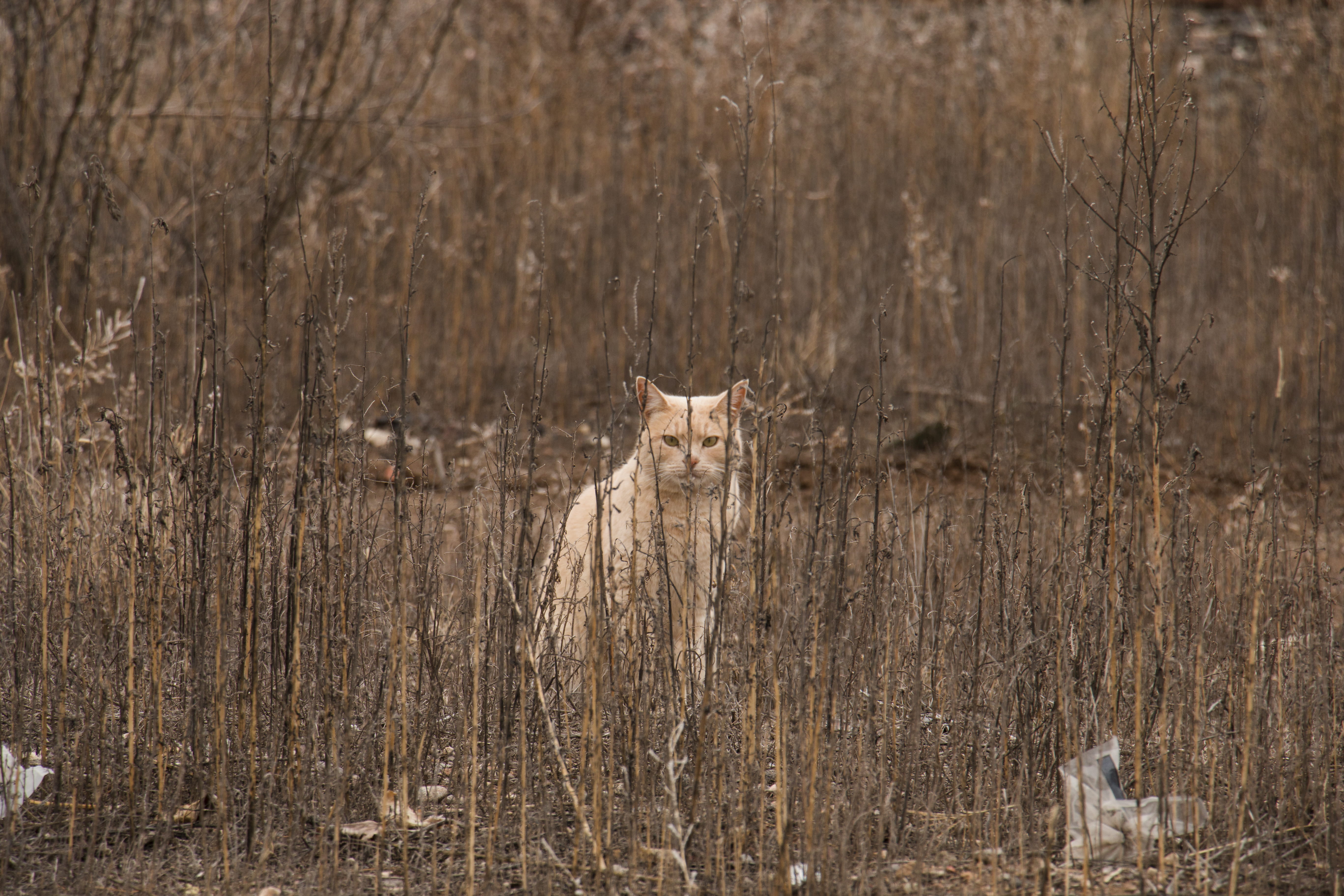 day, animals in the wild, vertebrate, 5K, united states, domestic animals, marfa, no people, mammal, cat, animal wildlife, animal themes, looking at camera, HD Wallpaper