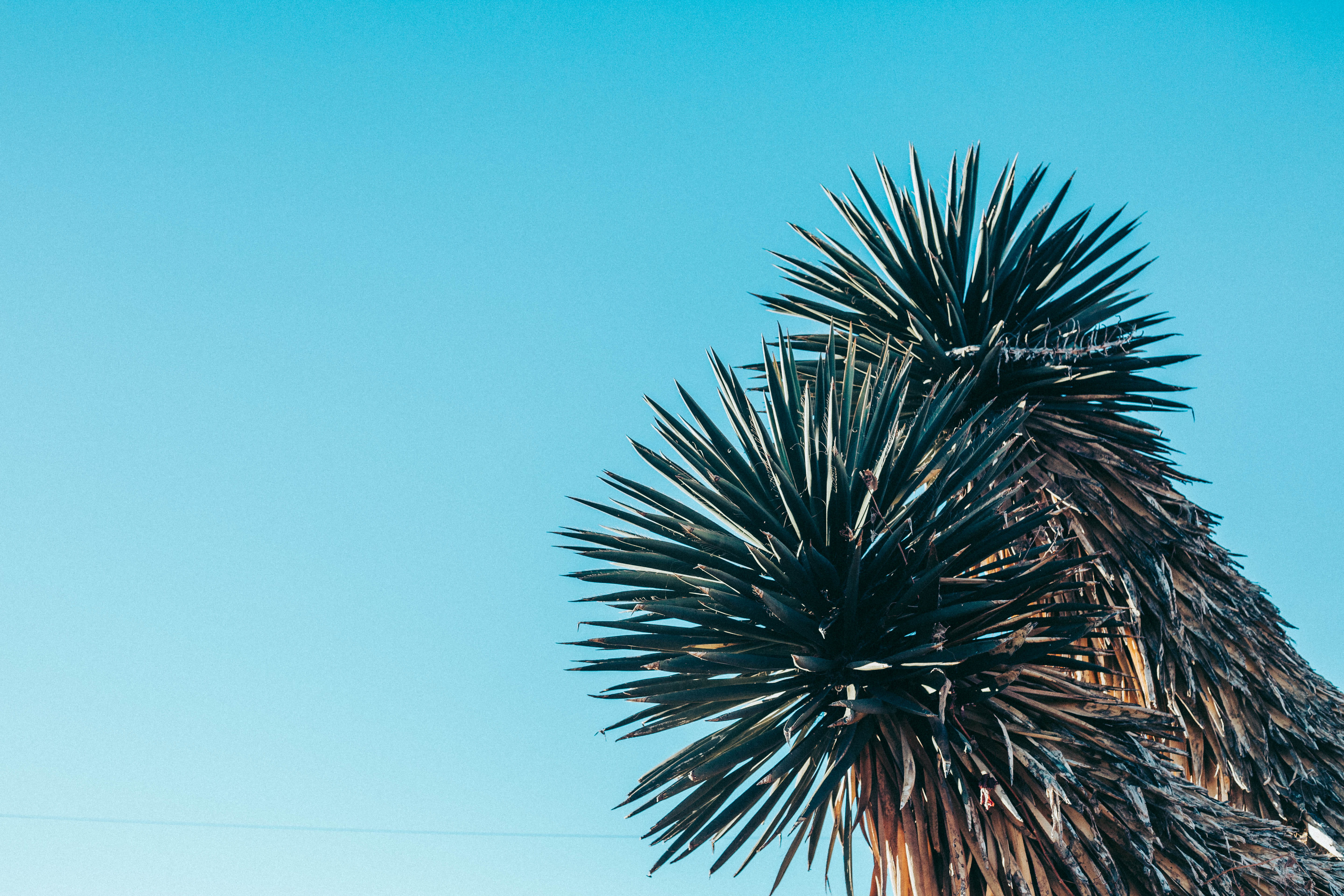 tree, united states, growth, copy space, clear sky, palm tree, blue, outdoors, plant, nature, marfa, low angle view, tropical climate, day, spiky, palm leaf, HD Wallpaper