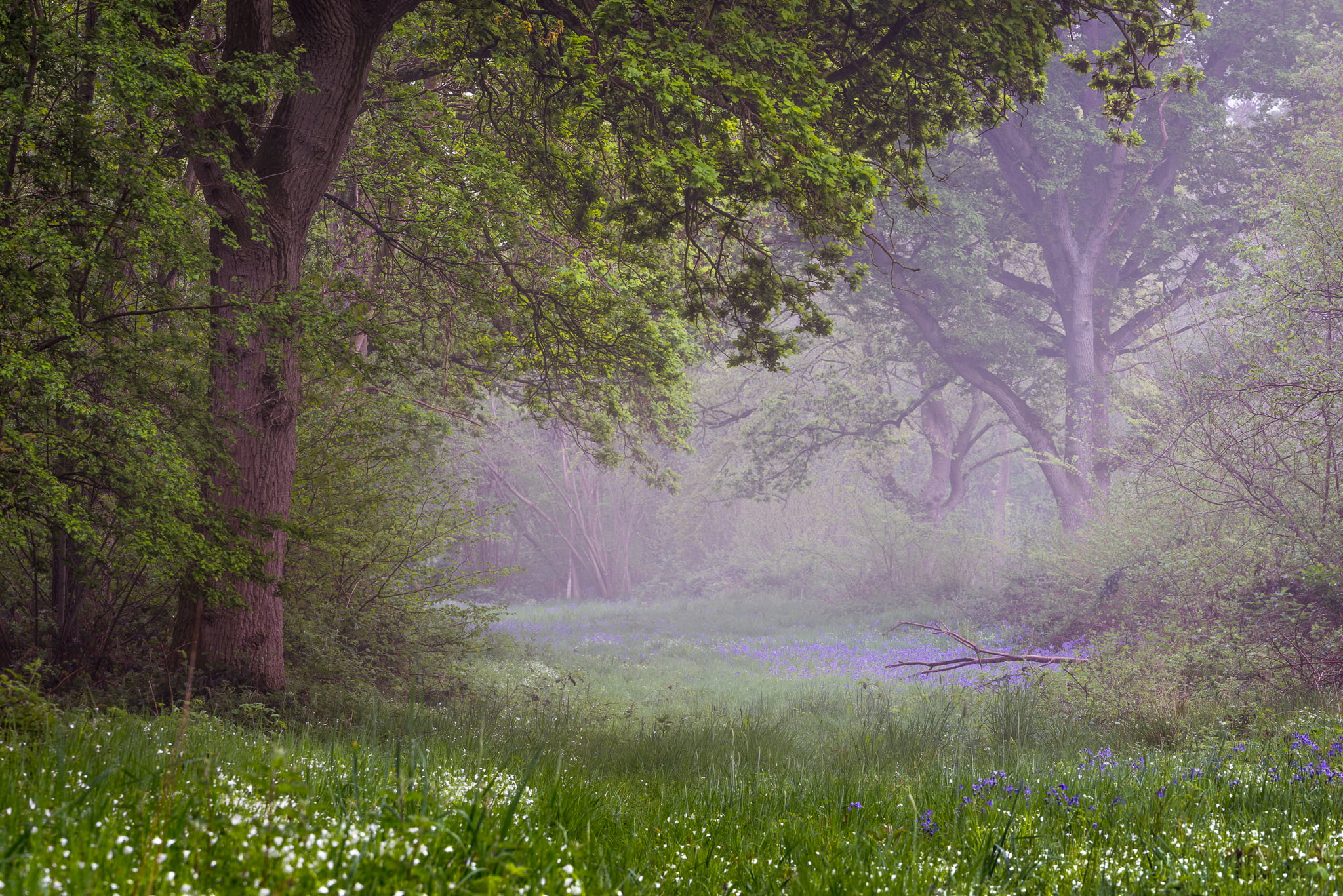 spring, Prada, 1080P, forest, HD Wallpaper