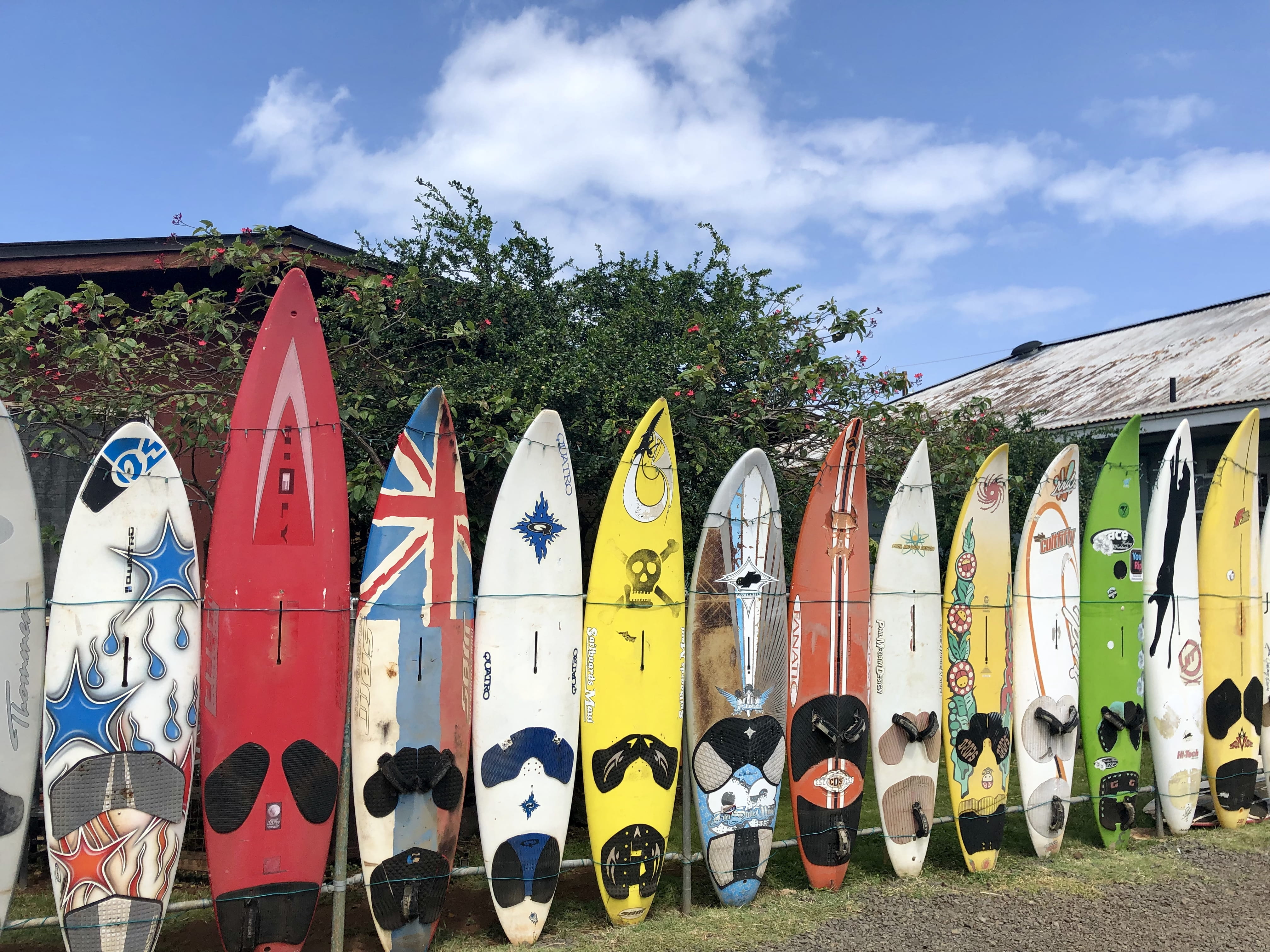 animal, choice, assorted, white, 701 hana hwy, color, no people, landscape, blue, shape, variation, surfing, sea life, scenery, outdoors, multi colored, HD Wallpaper