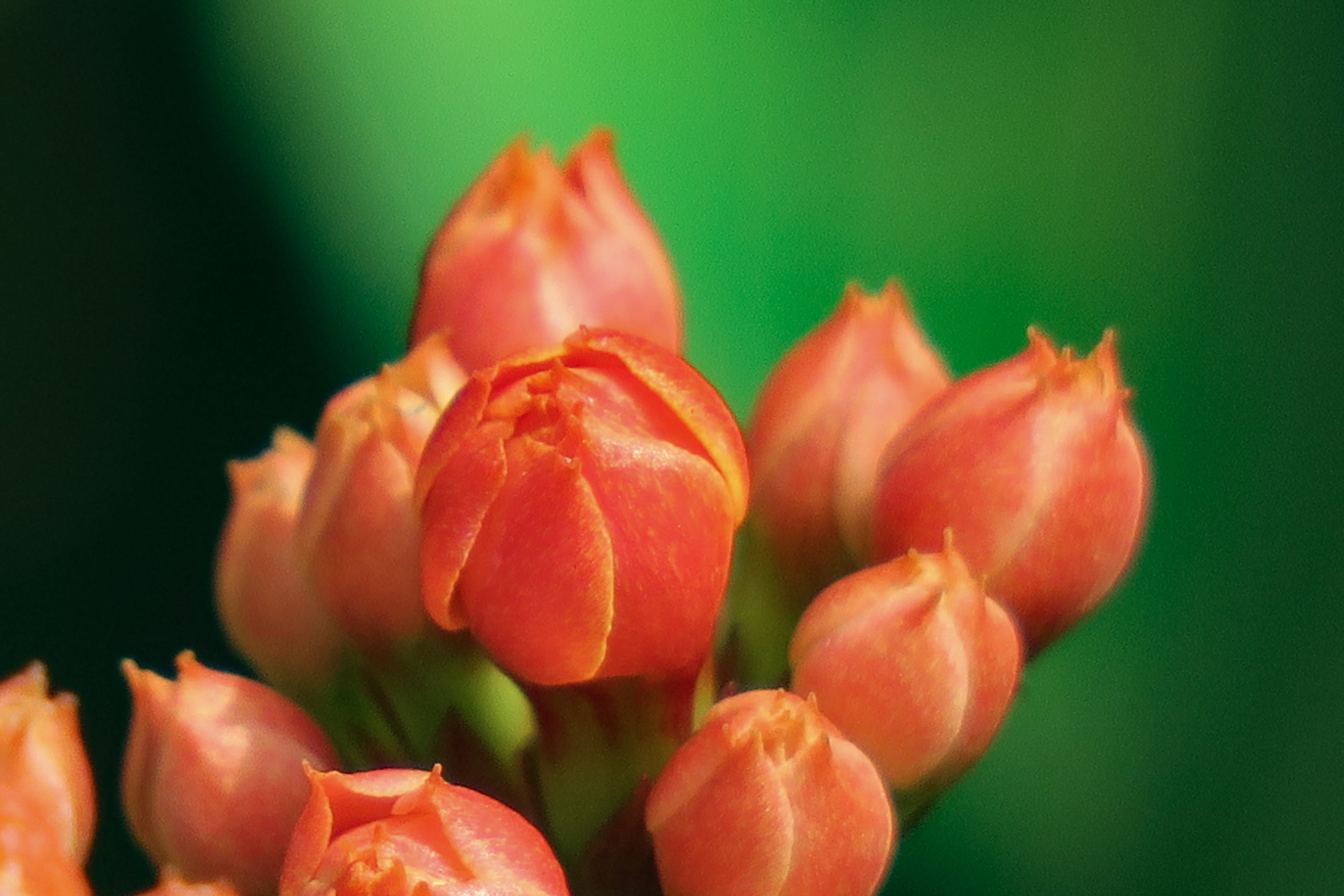 healthy eating, nature, wild, red, outdoor, garden, leaf, colored background, food and drink, flowers, light, no people, food, close-up, petal, fresh, bloom, HD Wallpaper