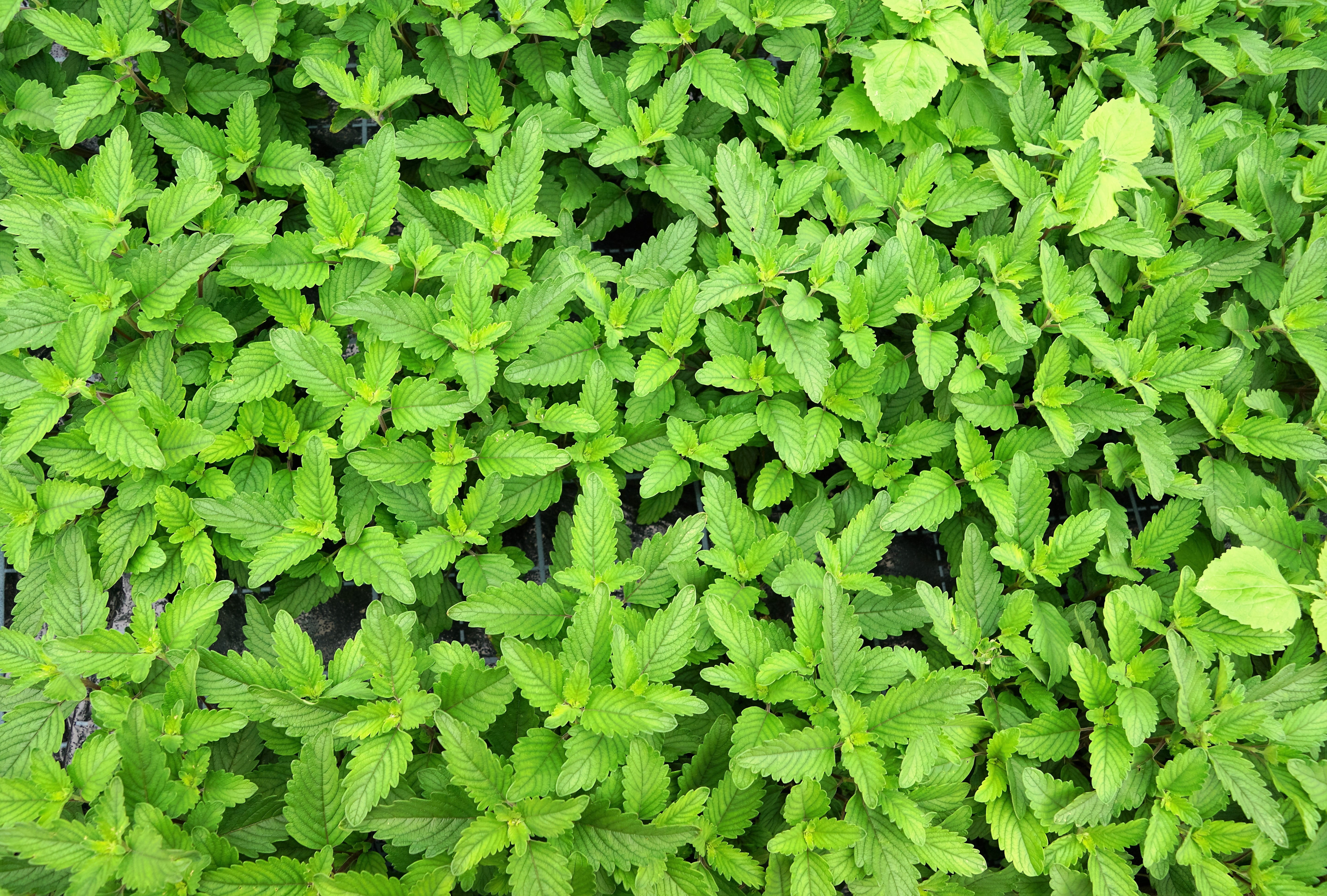 collect, bio, herbal tea, basket, full frame, ingredient, freshness, plant, high angle view, outdoors, land, tranquility, caryopteris pagoda, growth, beauty in nature, HD Wallpaper