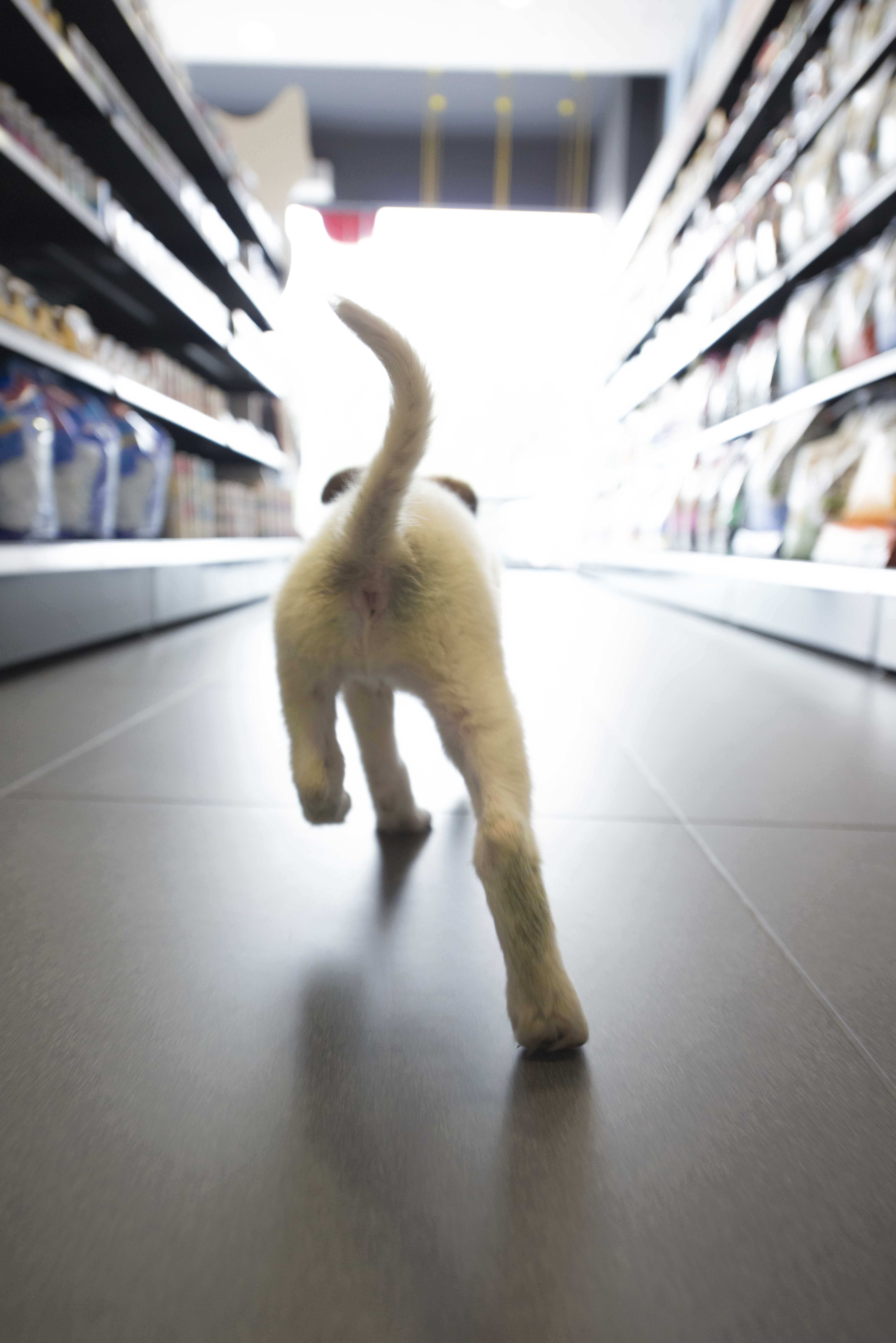 people, indoors, humor, white color, grocery, puppy, full length, cat, pet, feline, flooring, pets, walking, motion, coated, domestic, focus on foreground, Phone HD Wallpaper