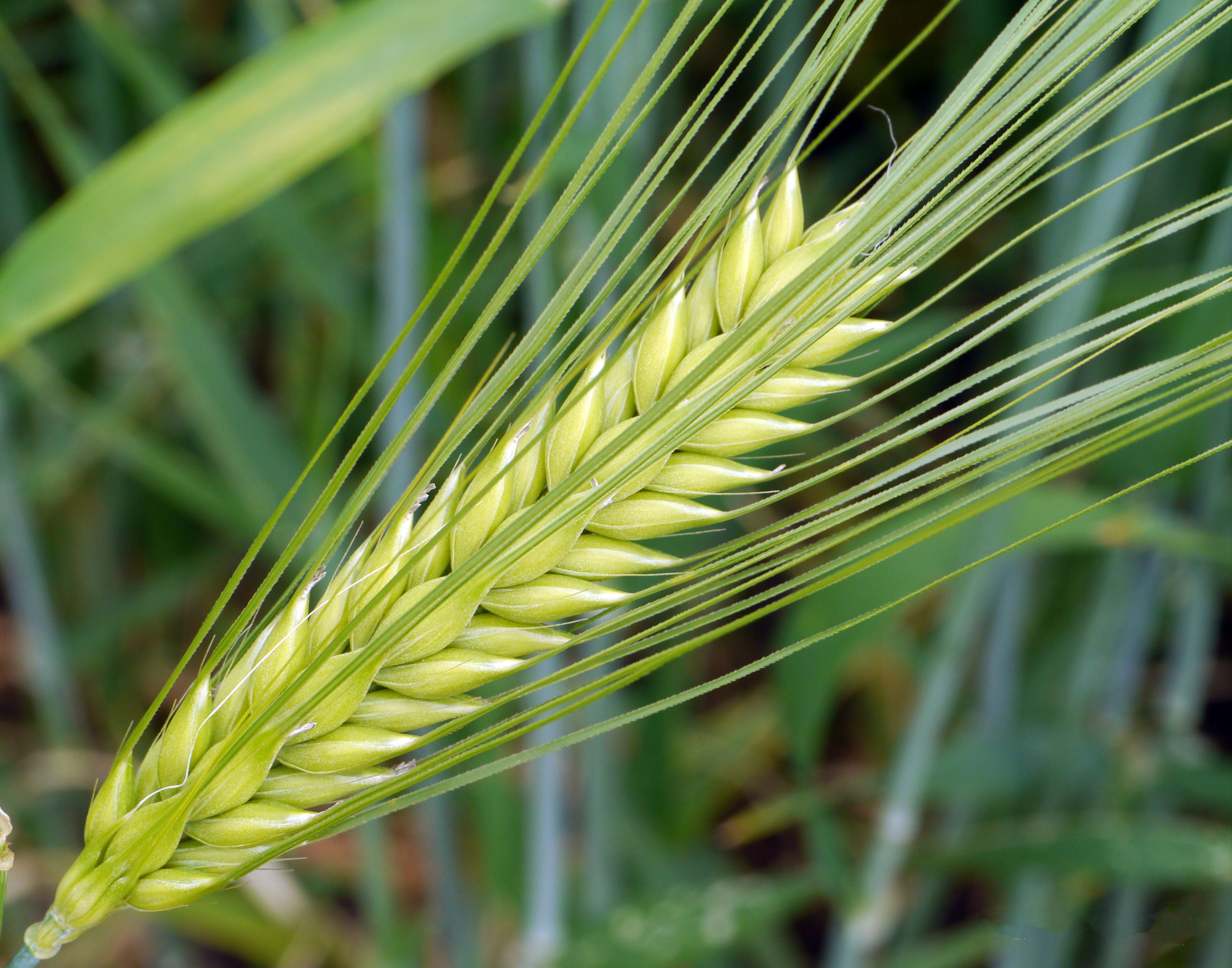 cereals, yellow, plant part, summer, nourishing barley, rural Scene, ear, leaf, food, focus on foreground, grass, close, grain, cereal Plant, day, blade of grass, HD Wallpaper