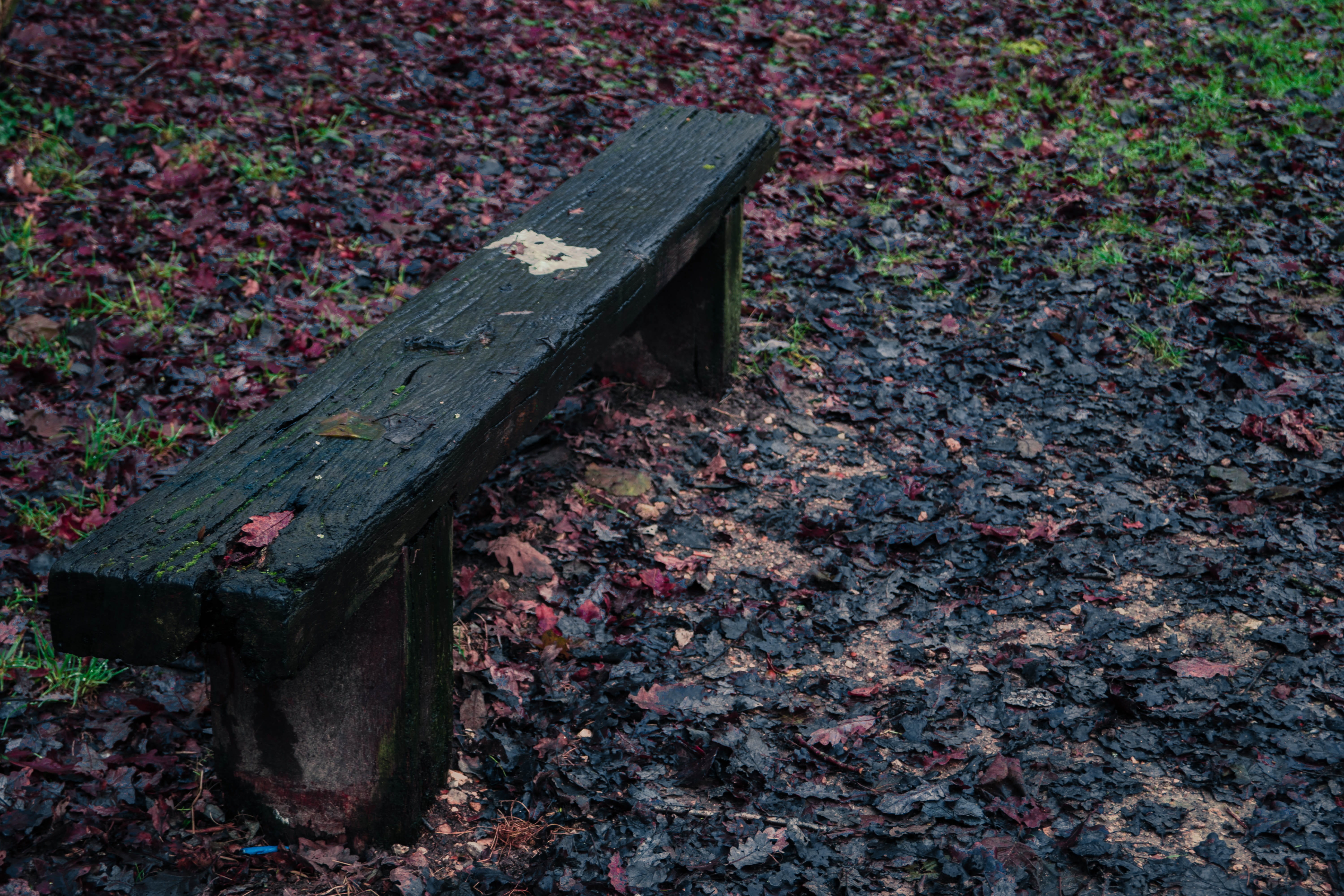 flower, autumn leaf, green edge, plant, Green, calm, quiet place, close-up, old, metal, wood, groves, promenade, leaves, park, red, Nature, Tree, fall, HD Wallpaper