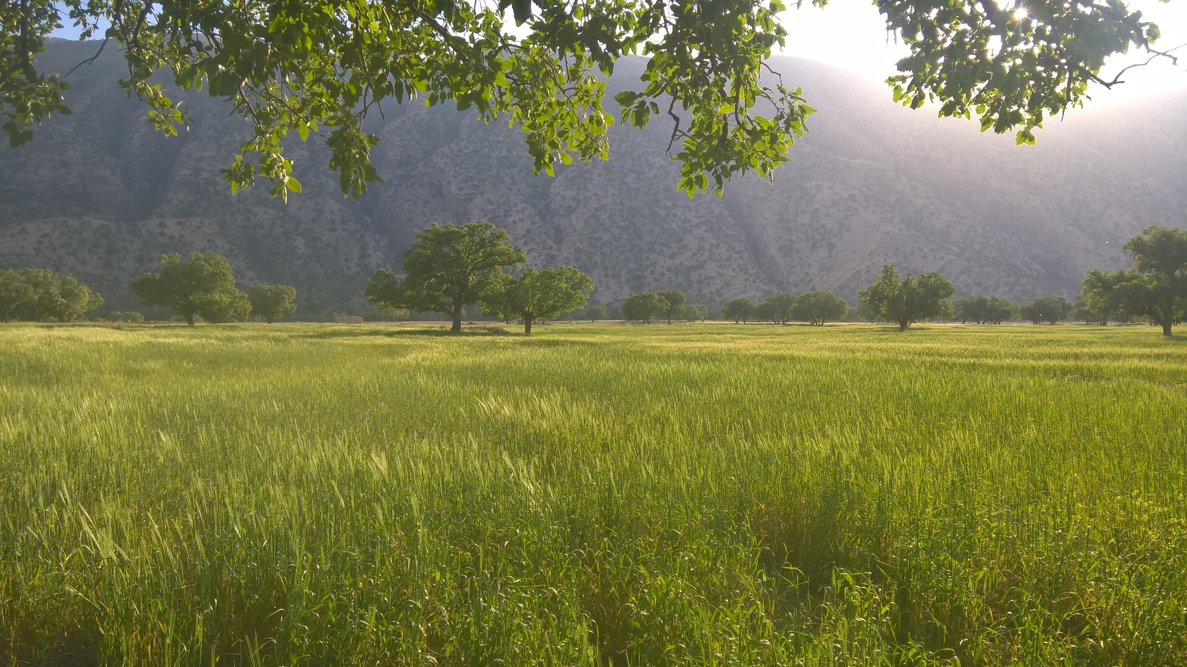land, shiraz, green color, tranquility, iran, beauty in nature, outdoors, tranquil scene, day, tree, agriculture, rural scene, landscape, no people, nature, HD Wallpaper