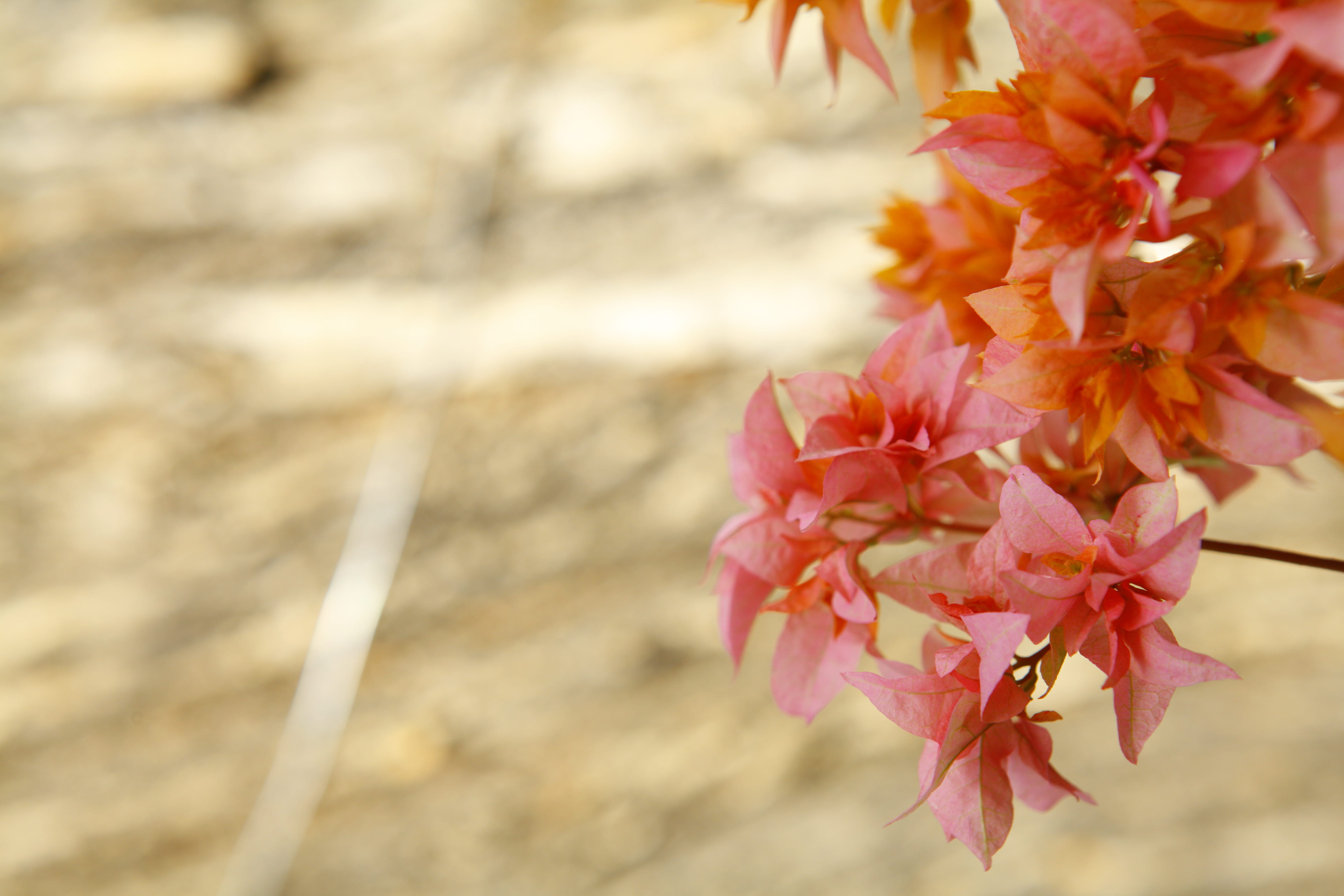 growth, cherry blossom, flowering plant, 5K, petal, iran, focus on foreground, pink, blossom, no people, fragility, nature, plant part, day, close-up, HD Wallpaper
